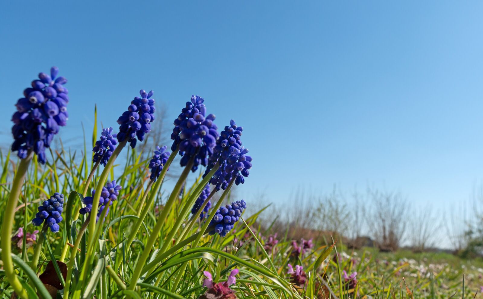 Nikon D800 sample photo. Hyacinth, flowers, grape hyacinth photography