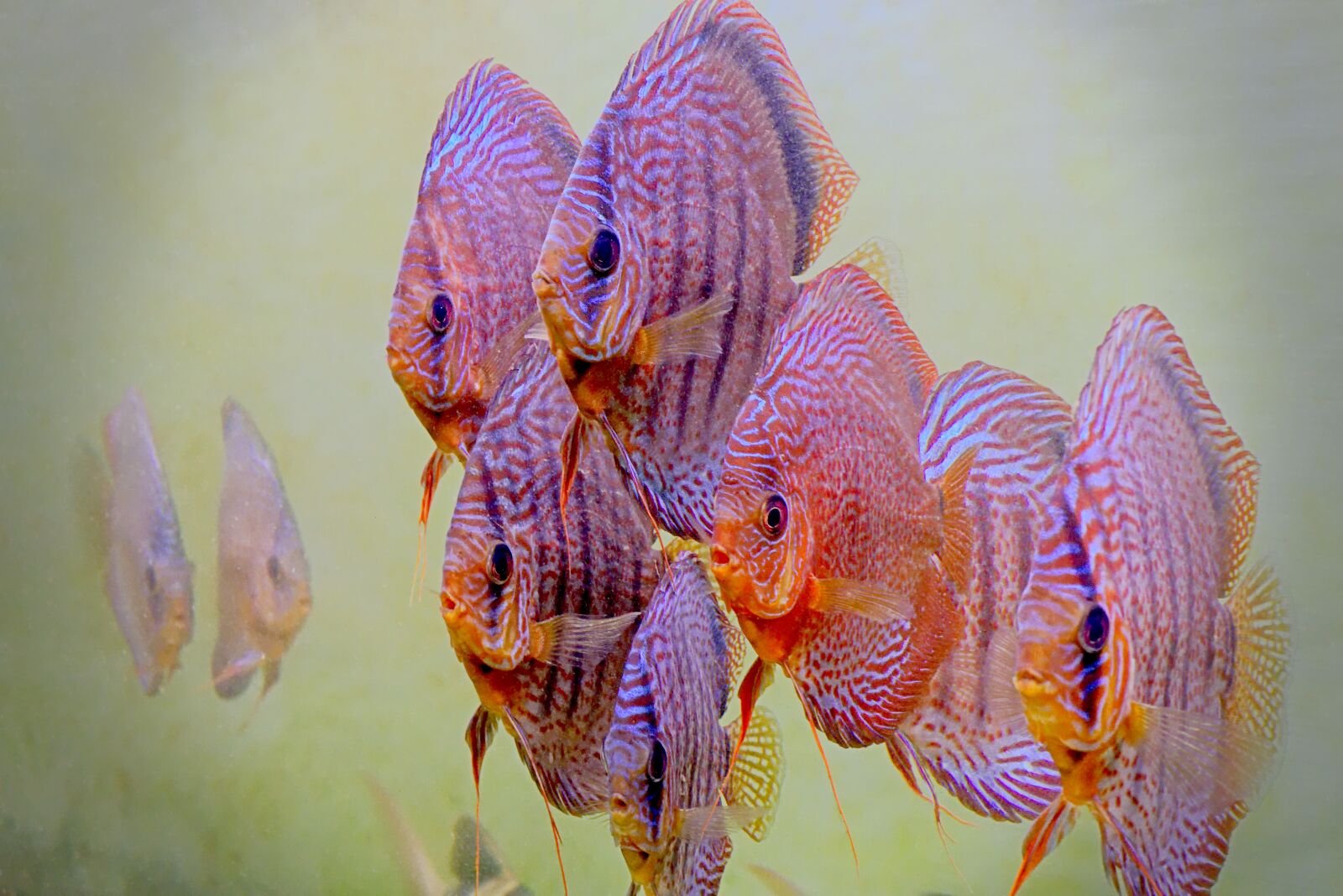 Nikon D7200 sample photo. Aquarium, fish, water photography
