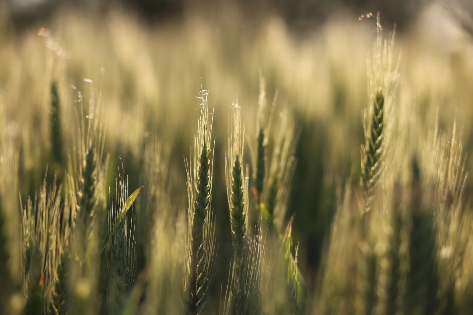Canon EF 70-300 F4-5.6 IS II USM sample photo. Agriculture, green wheat, evening photography