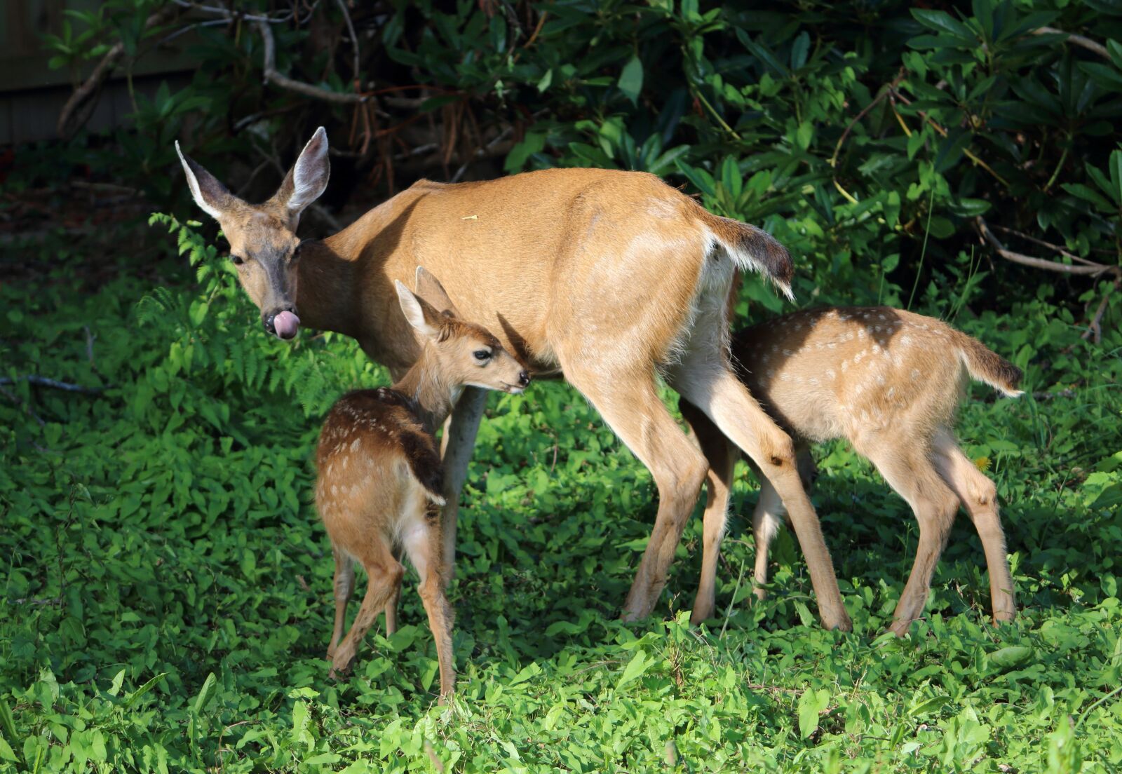 Canon EOS 70D sample photo. Deer, wild life, nature photography