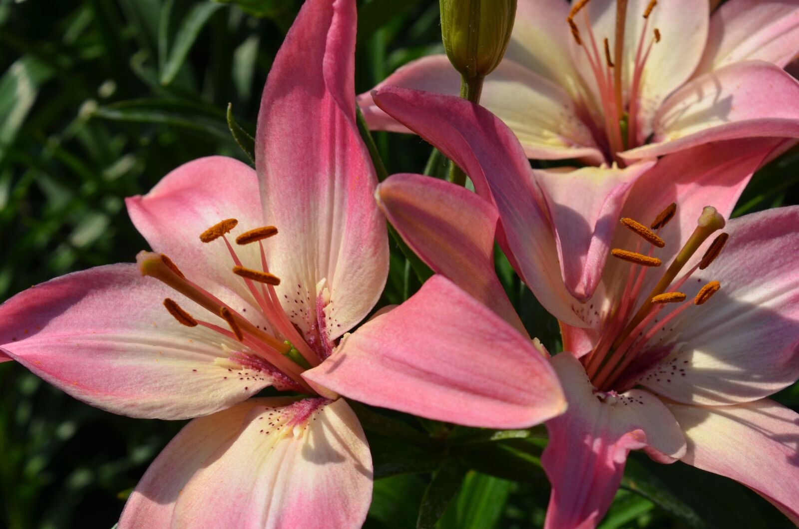 Nikon D7000 sample photo. Plant, flower, floral photography