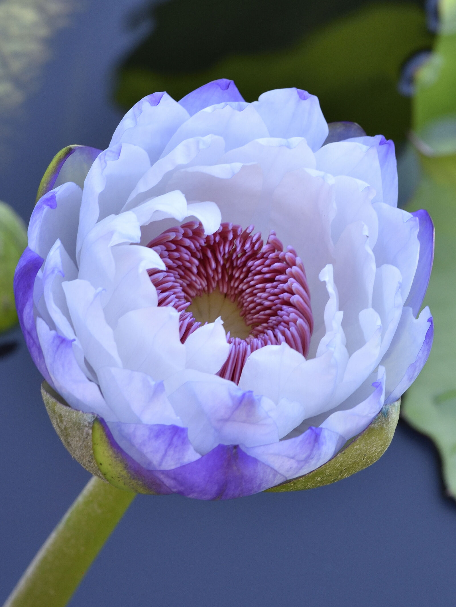 Nikon D750 sample photo. Lotus flower photography