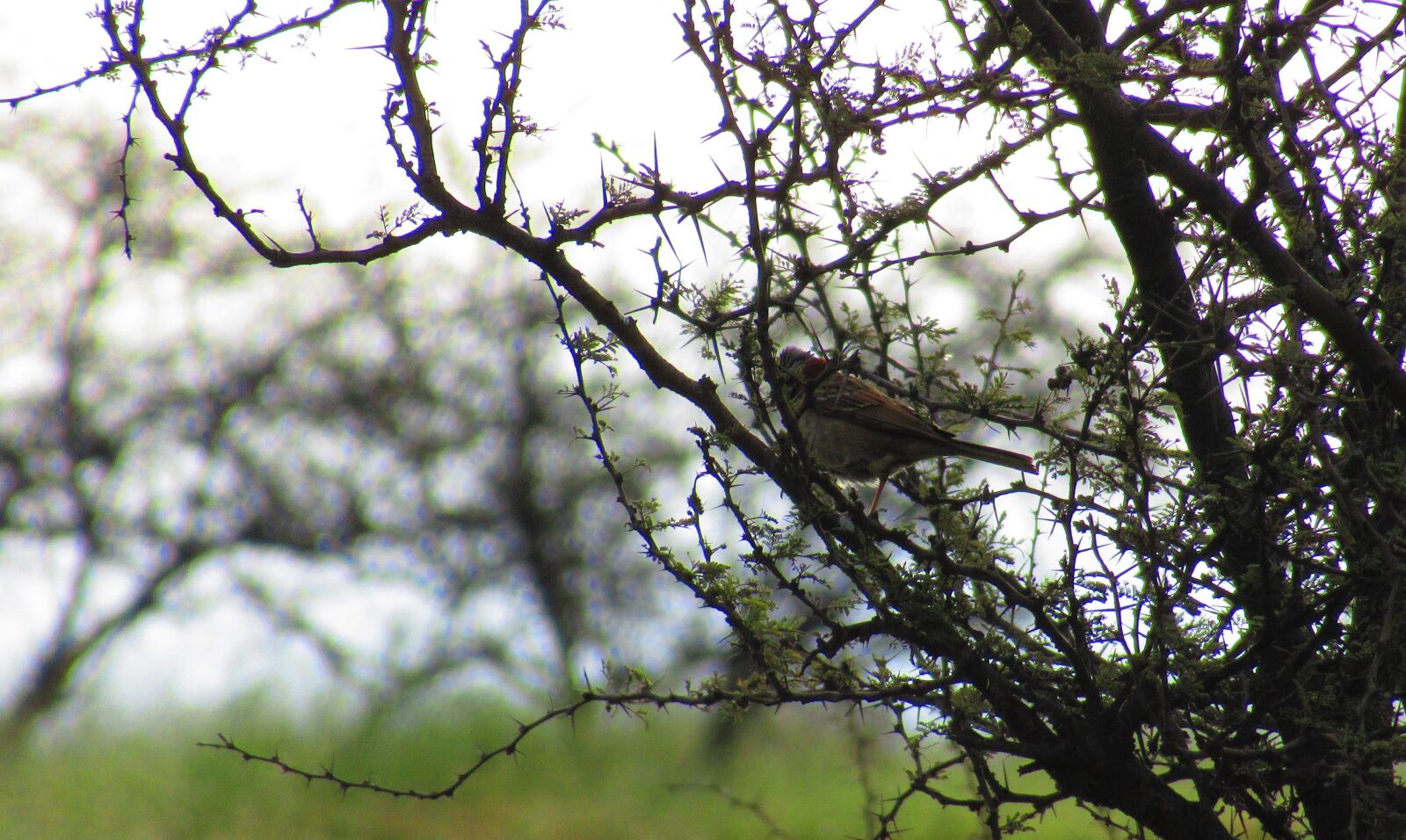 Canon PowerShot SX620 HS sample photo. Ave, nature, hawthorn photography