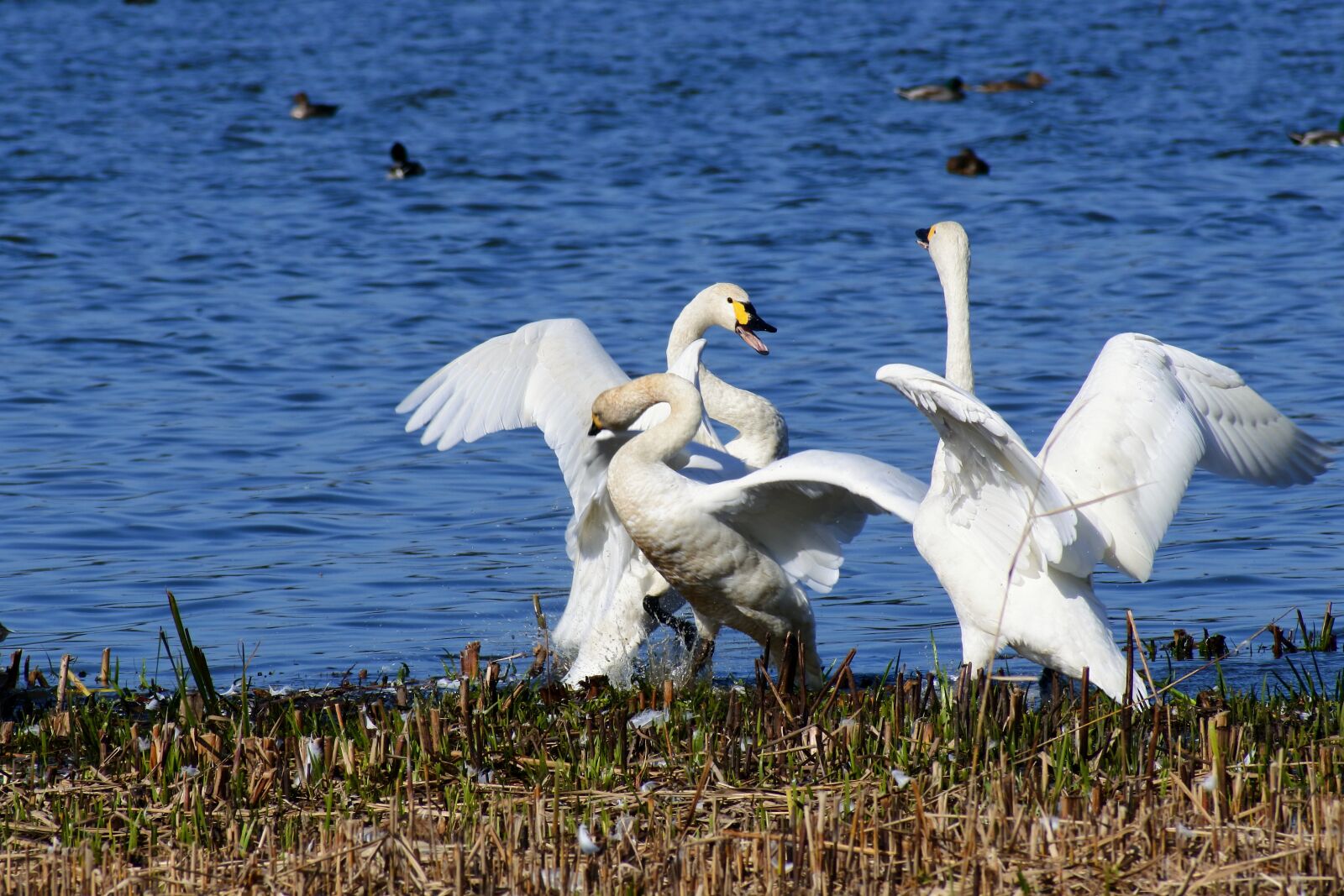 VR 70-300mm f/4.5-6.3G sample photo. Animal, lake, japan photography