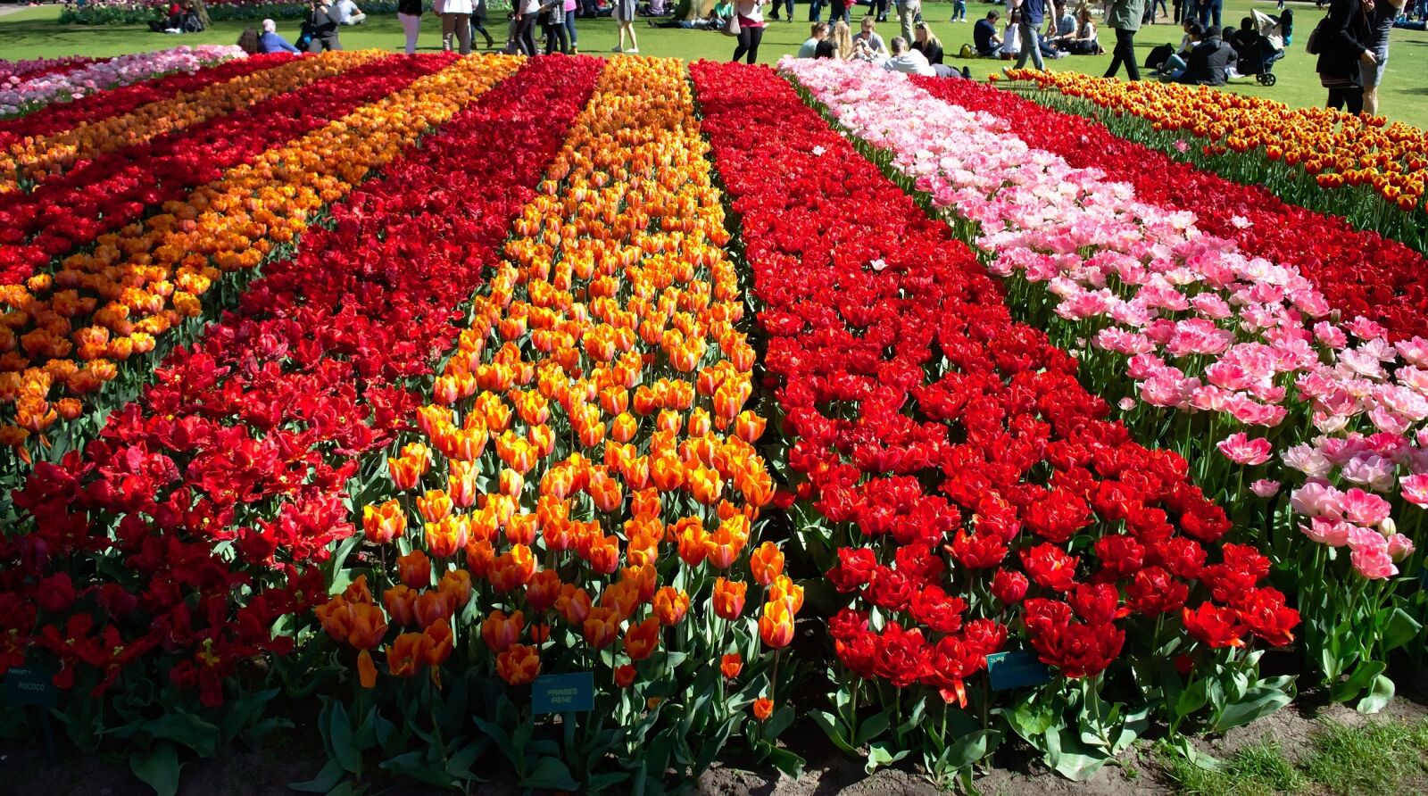 Nikon D5300 sample photo. Flowers, tulips, field photography