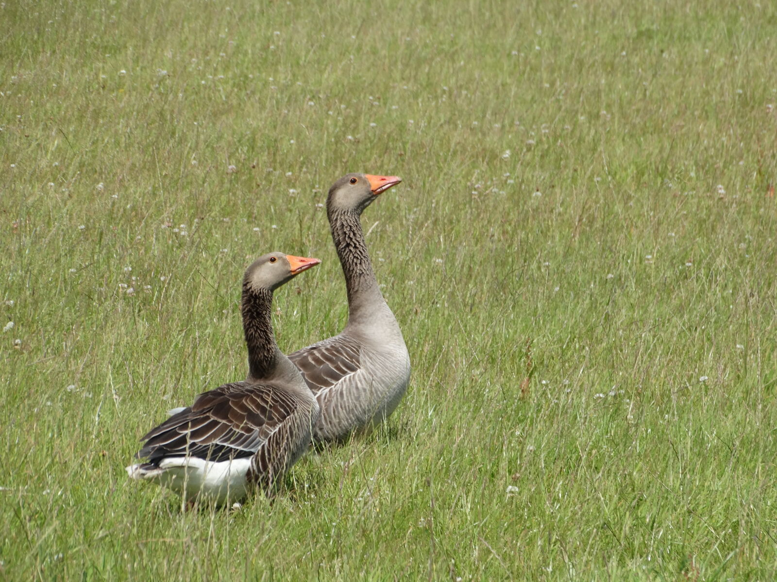 Sony Cyber-shot DSC-HX300 sample photo. Bird, gooses, grassland photography