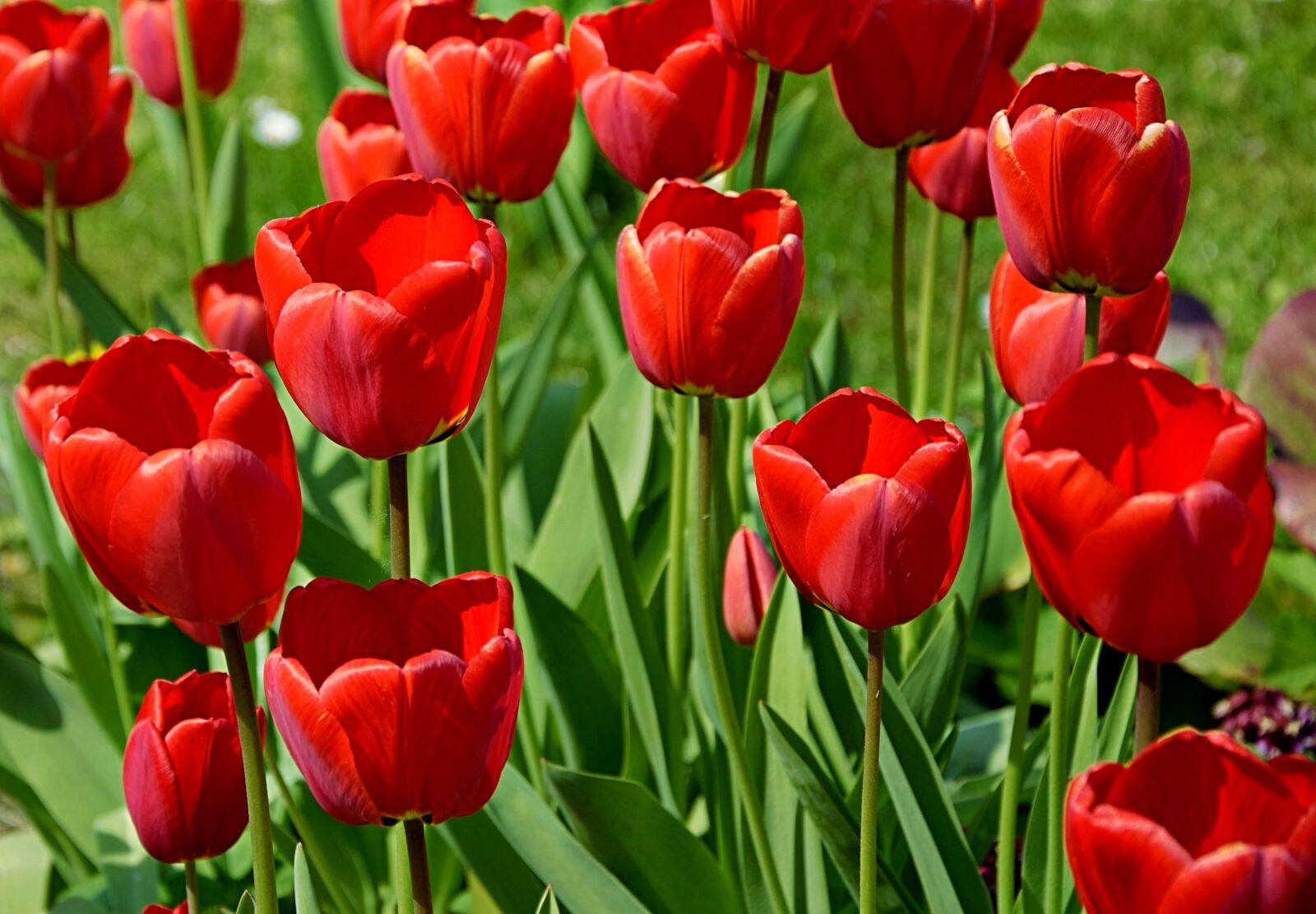 Nikon D3300 sample photo. Tulips, red, outdoor photography