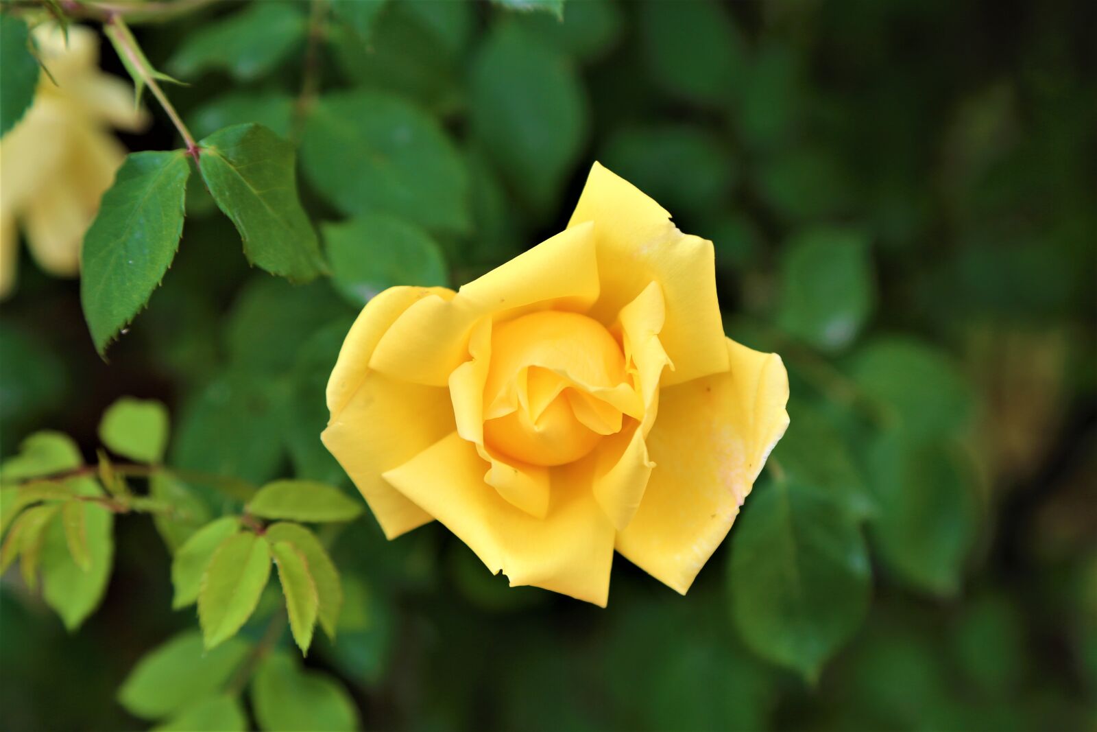 Canon EF 24-105mm F4L IS USM sample photo. Rose, rose sar, flower photography