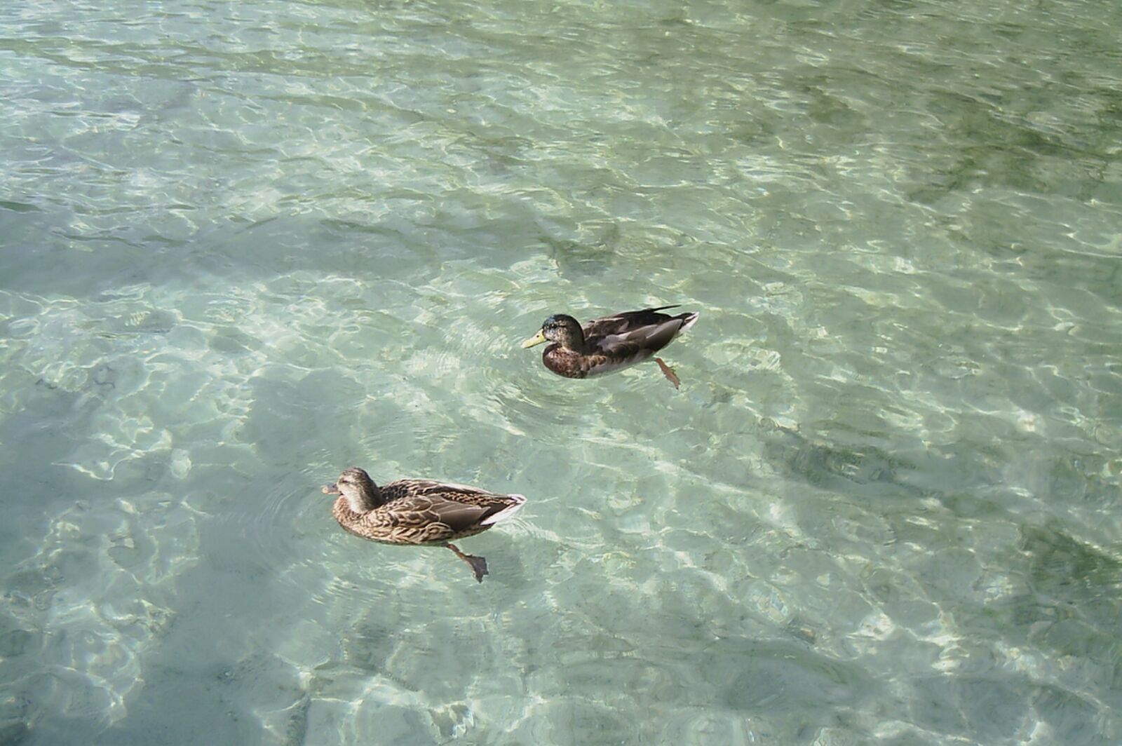 DIGITAL CAM sample photo. Ducks, lake, natura photography