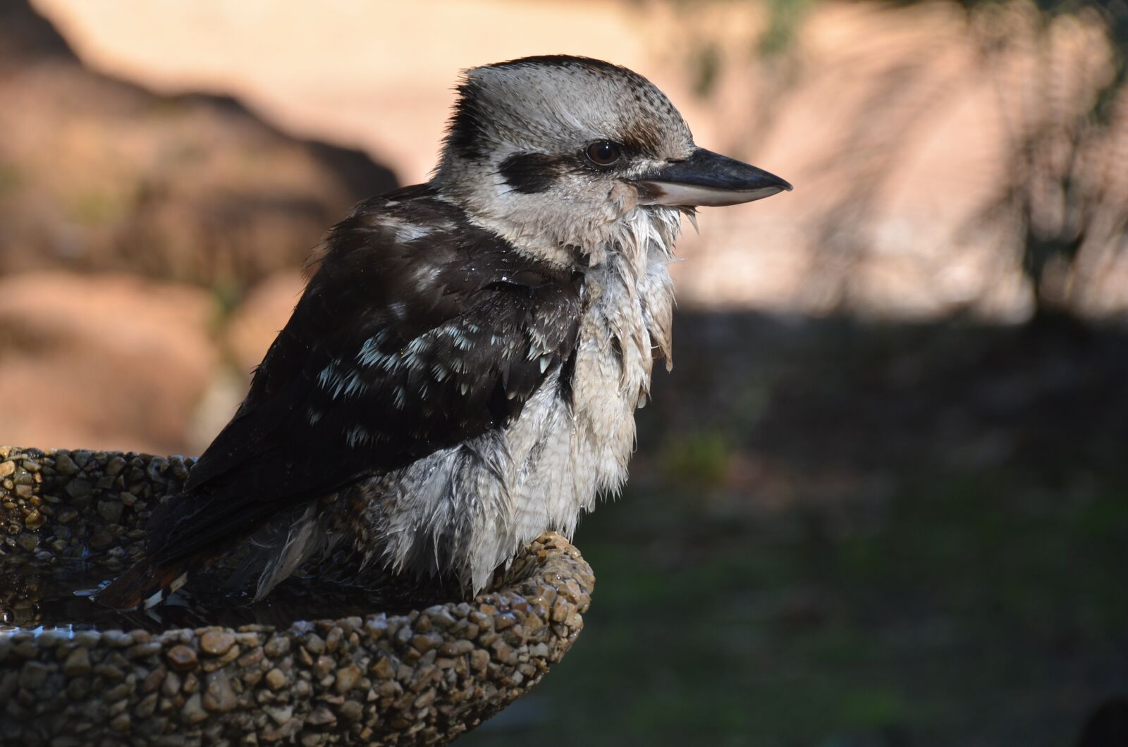 Nikon D7000 sample photo. Bird, kookaburra, australia photography