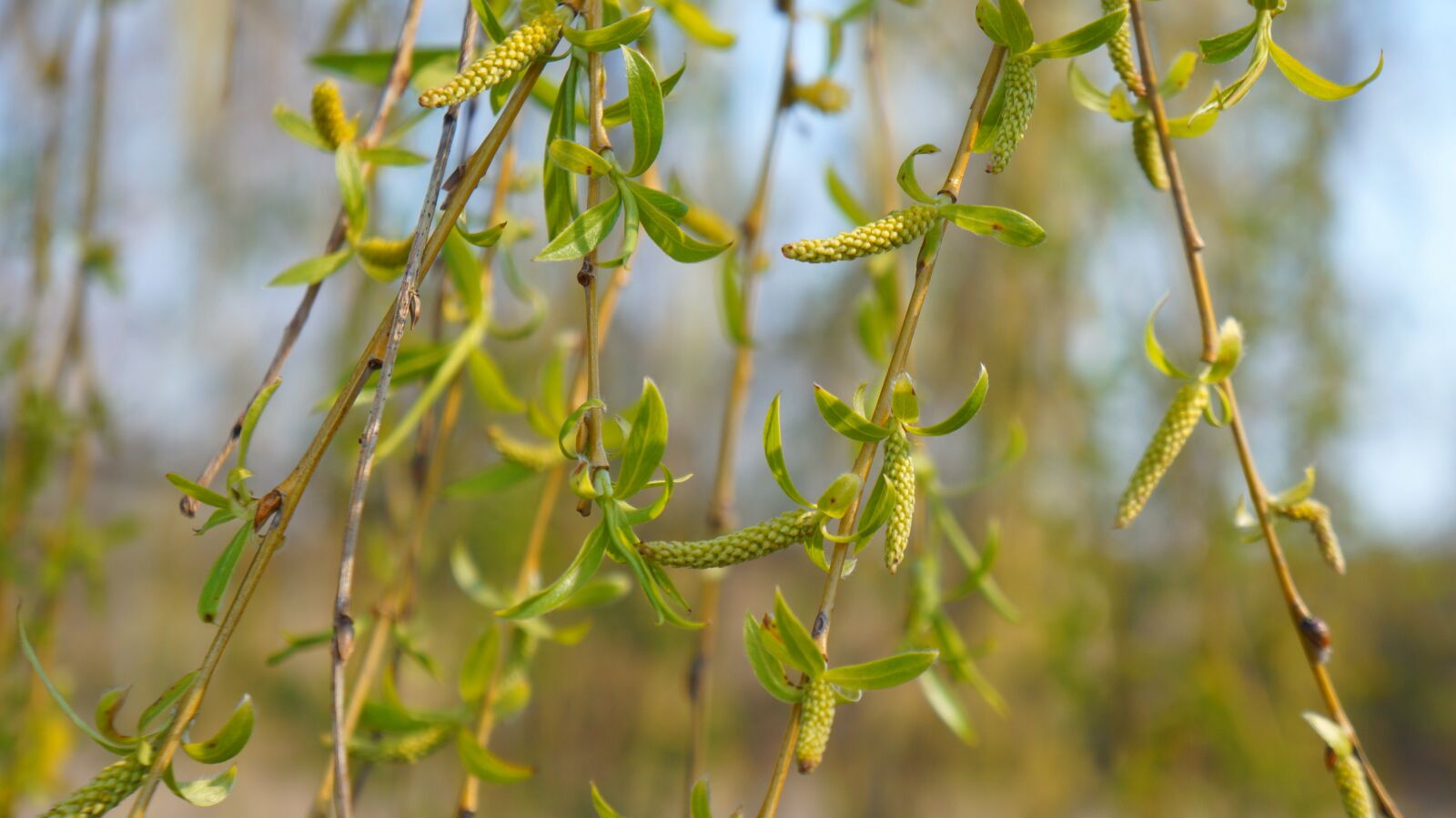 Sony Alpha a3000 + Sony E 18-55mm F3.5-5.6 OSS sample photo. Nature, plant, tree photography
