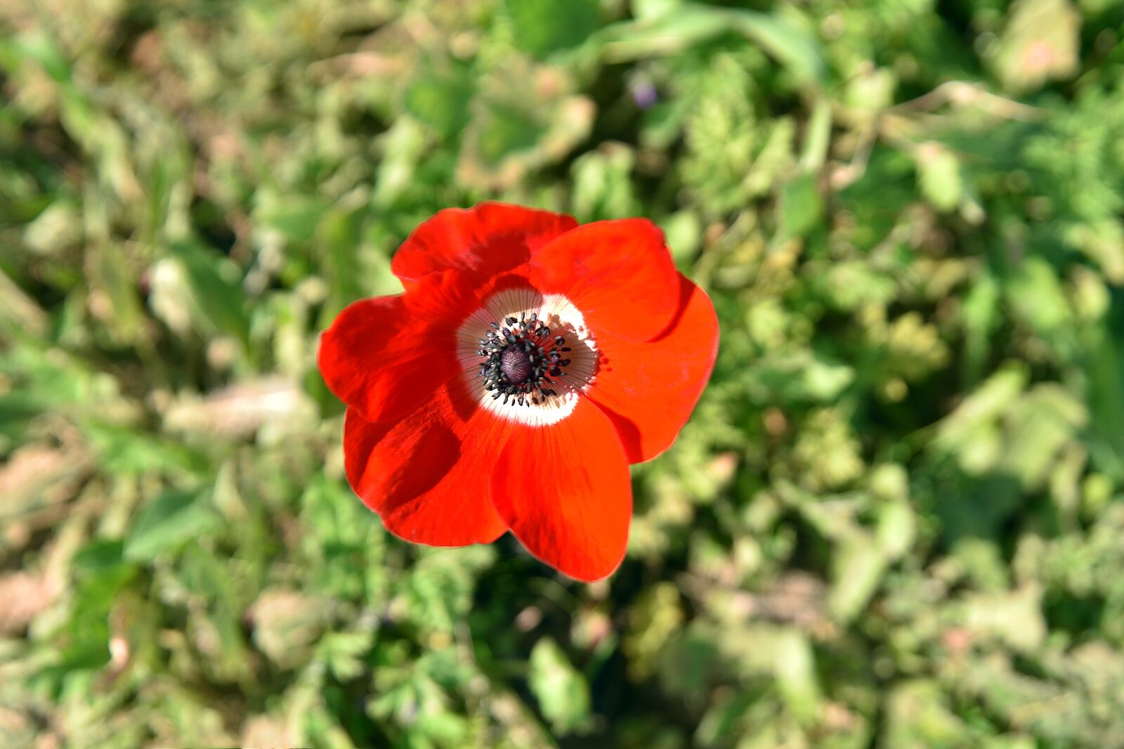 Nikon D750 sample photo. Flower, nature, poppy photography