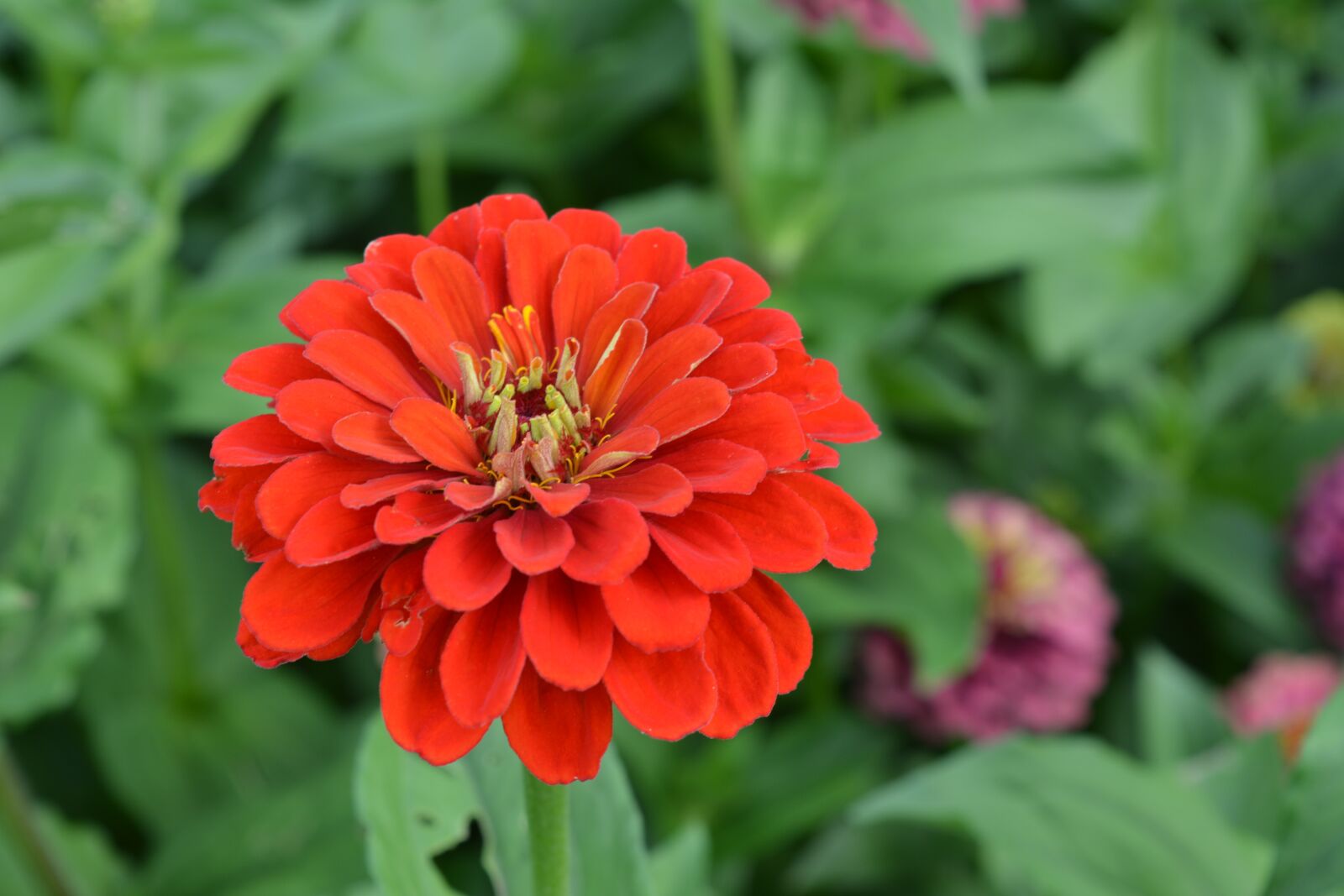 Nikon D5200 sample photo. Nature, flower, plant photography