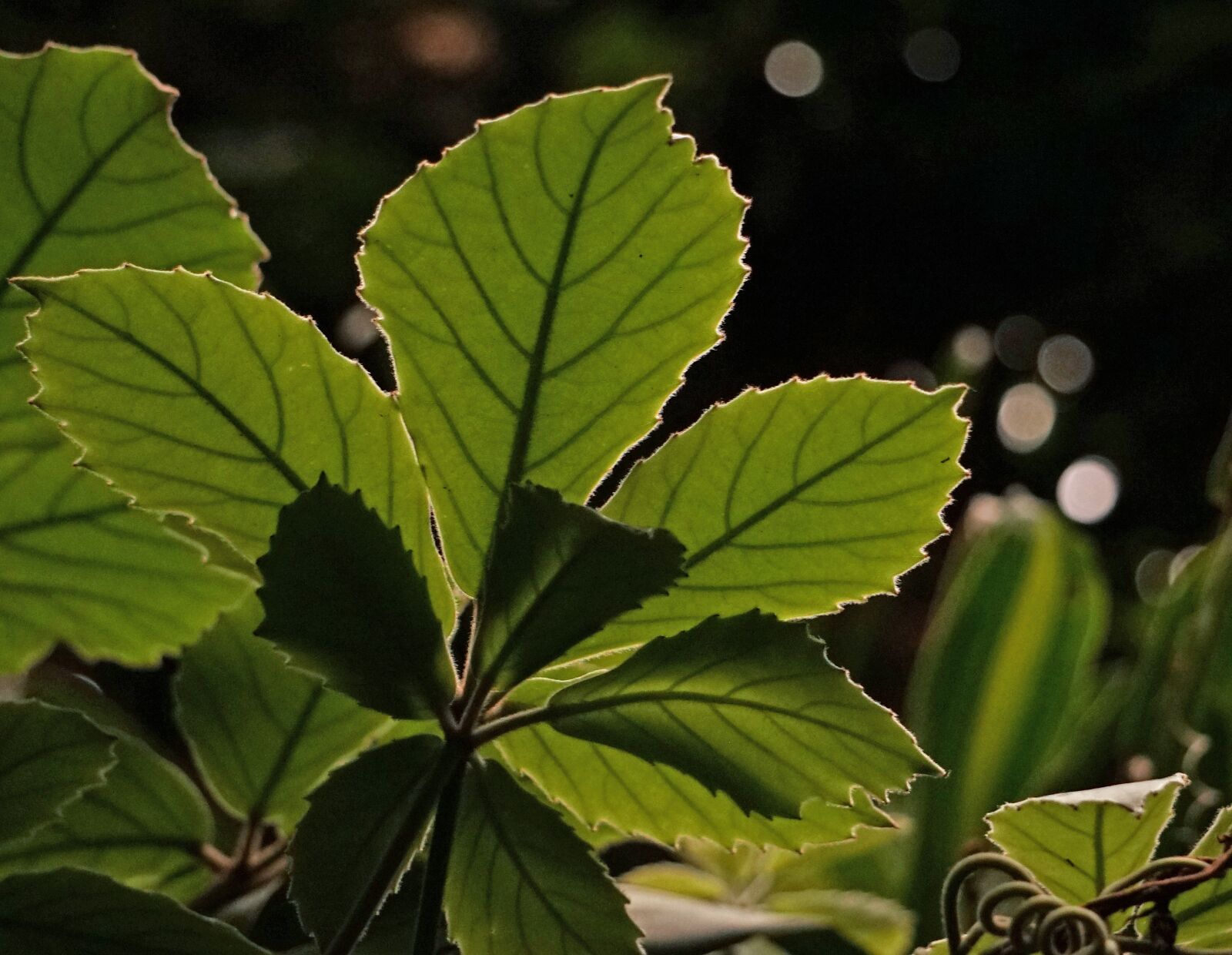 Sony a7 + Sony E 55-210mm F4.5-6.3 OSS sample photo. Leaf, backlighting, plant photography