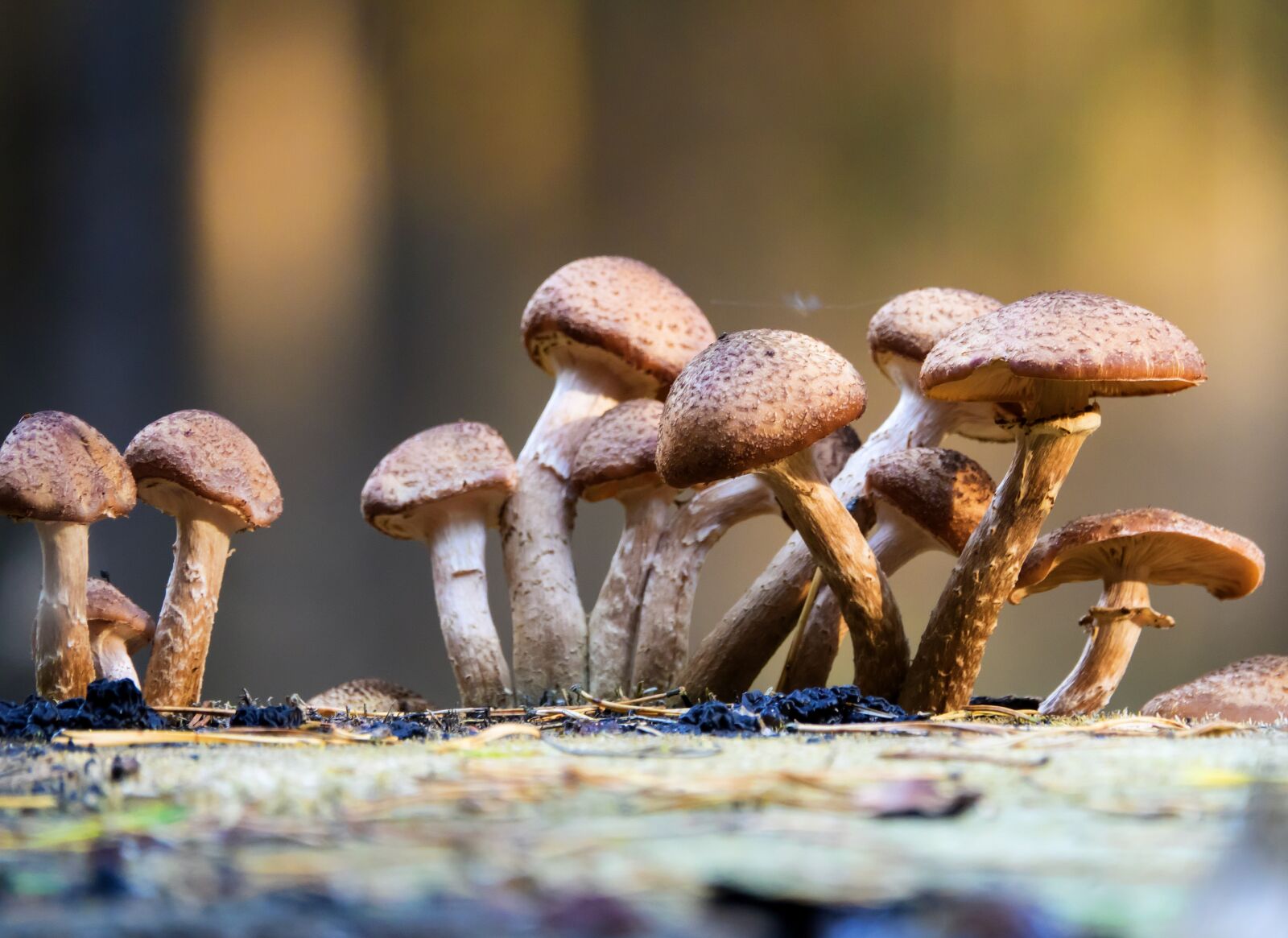 Sony Cyber-shot DSC-RX10 III sample photo. Mushroom, rac, cap photography