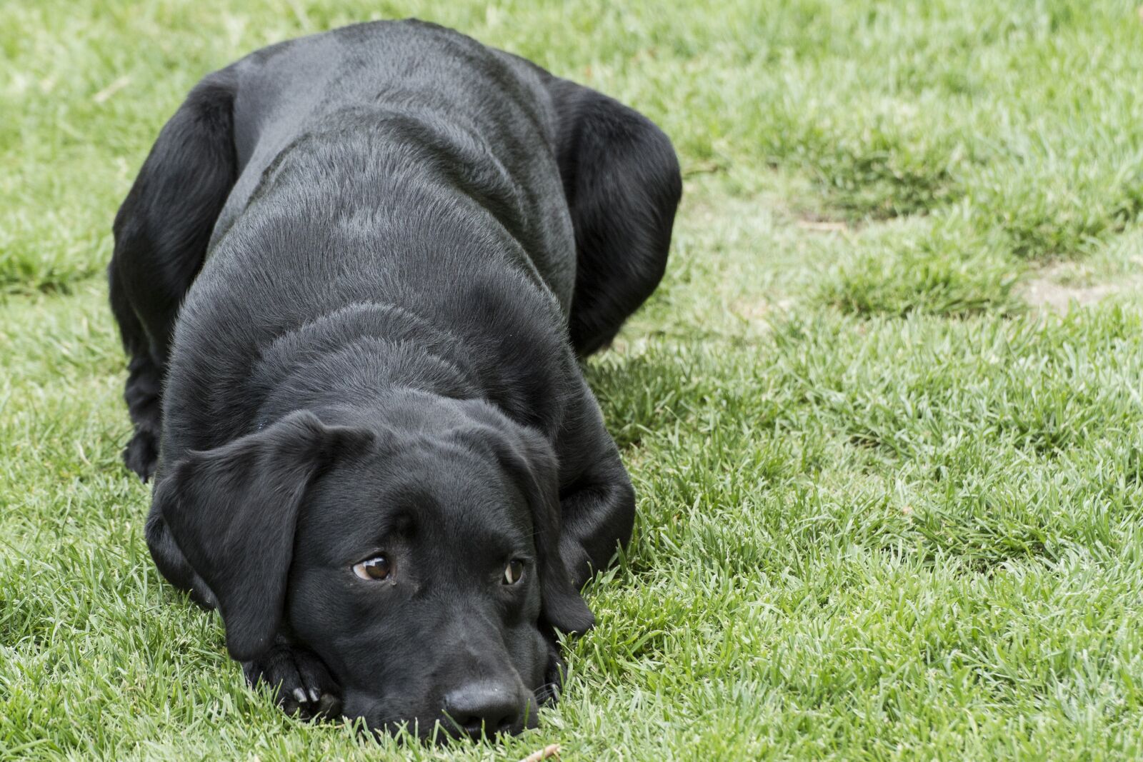 Canon EOS 7D sample photo. Labrador, retriever, puppy photography