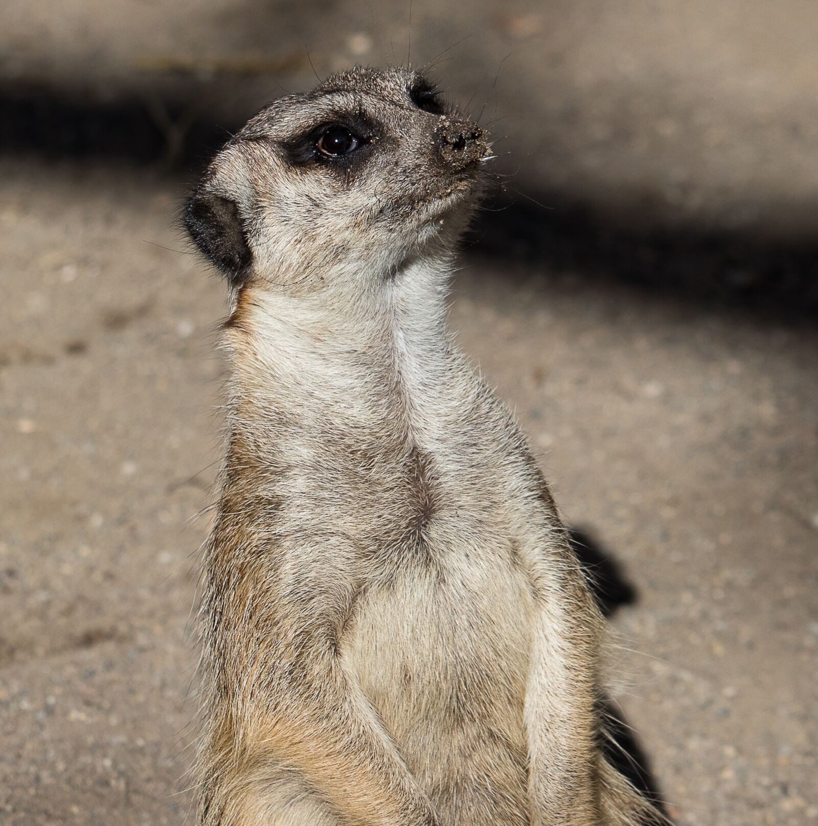 Canon EF-S 55-250mm F4-5.6 IS STM sample photo. Meerkat, mammal, animal photography