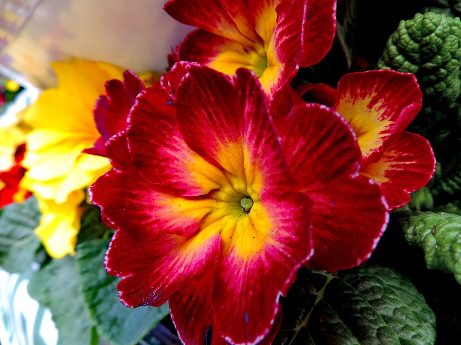Nikon Coolpix P520 sample photo. Primrose, nature, plant, flowers photography