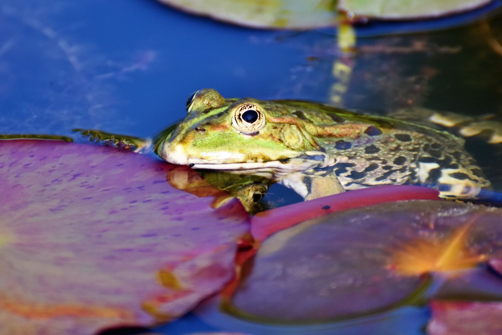 Nikon D7200 sample photo. Frog, toad, amphibians photography