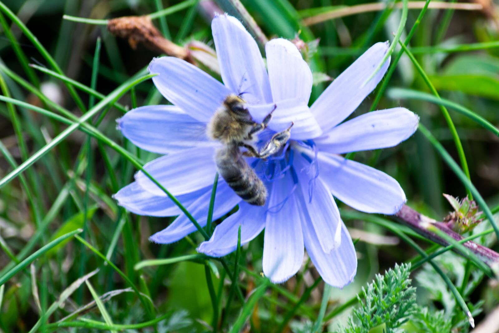 Nikon D3300 sample photo. Bee, flower, insect photography