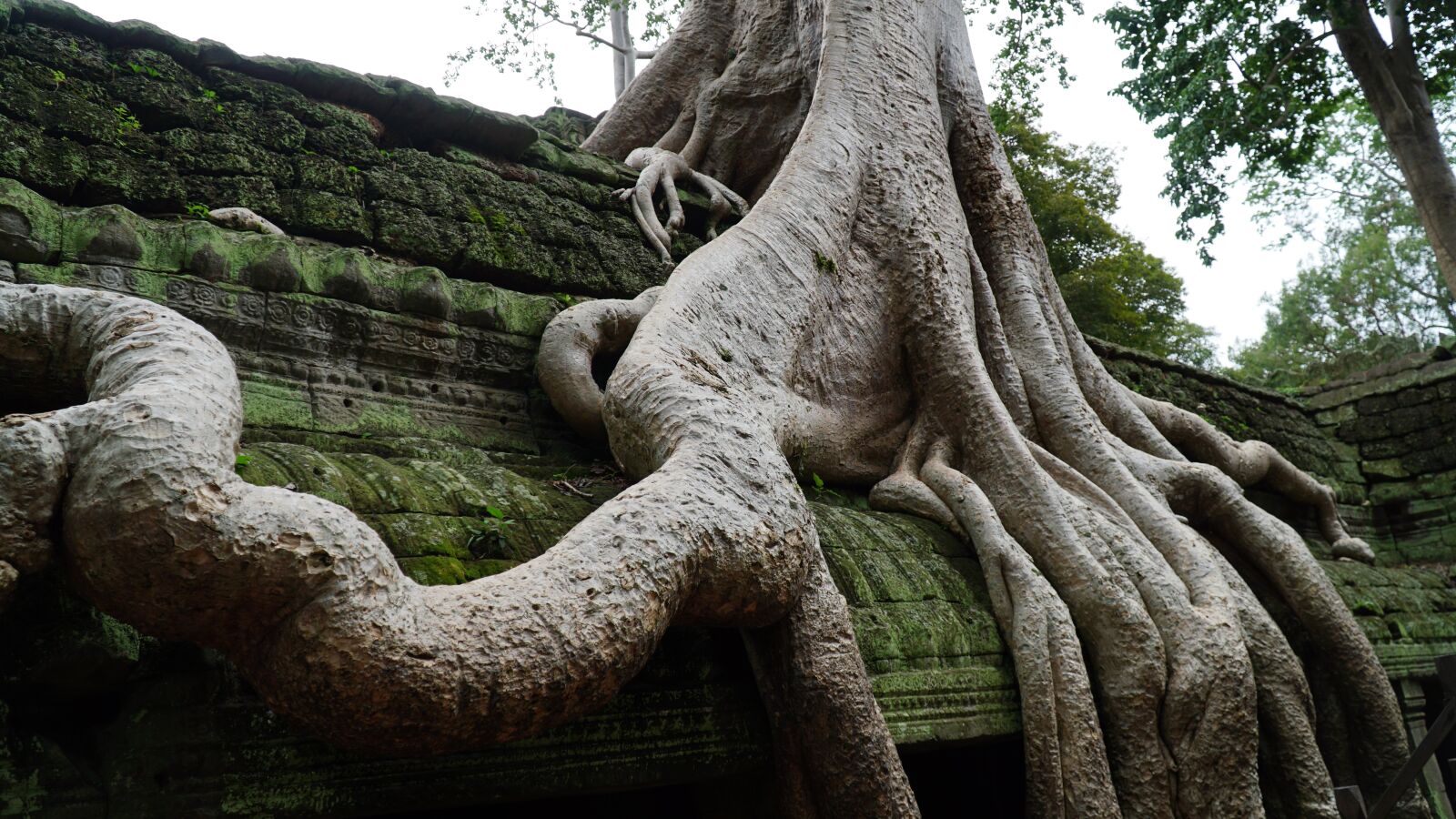 Sony a6300 sample photo. Old tree, monkey, cambodia photography