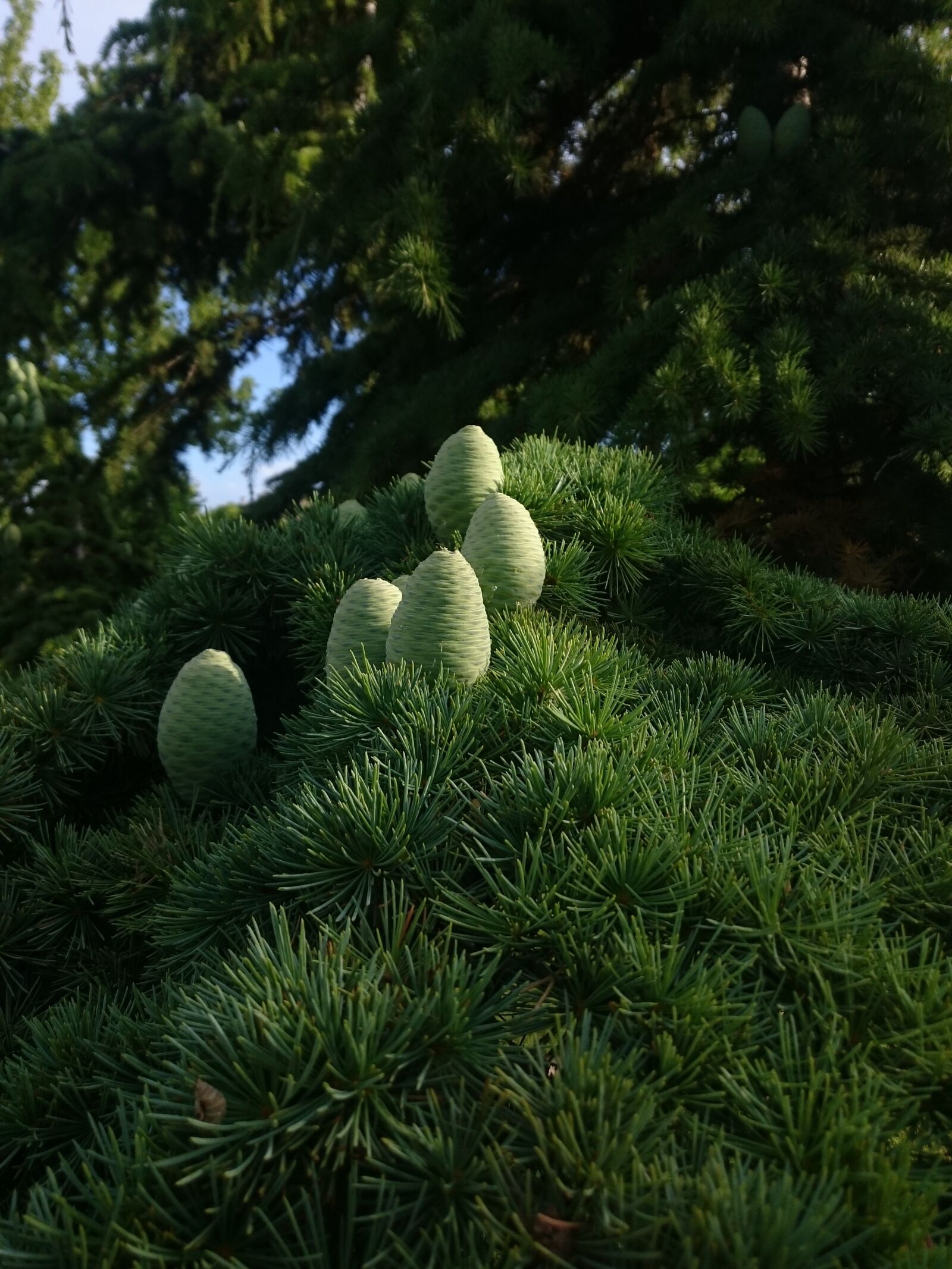 Sony Xperia Z3 sample photo. Hornbeam, faruk, hardworking photography