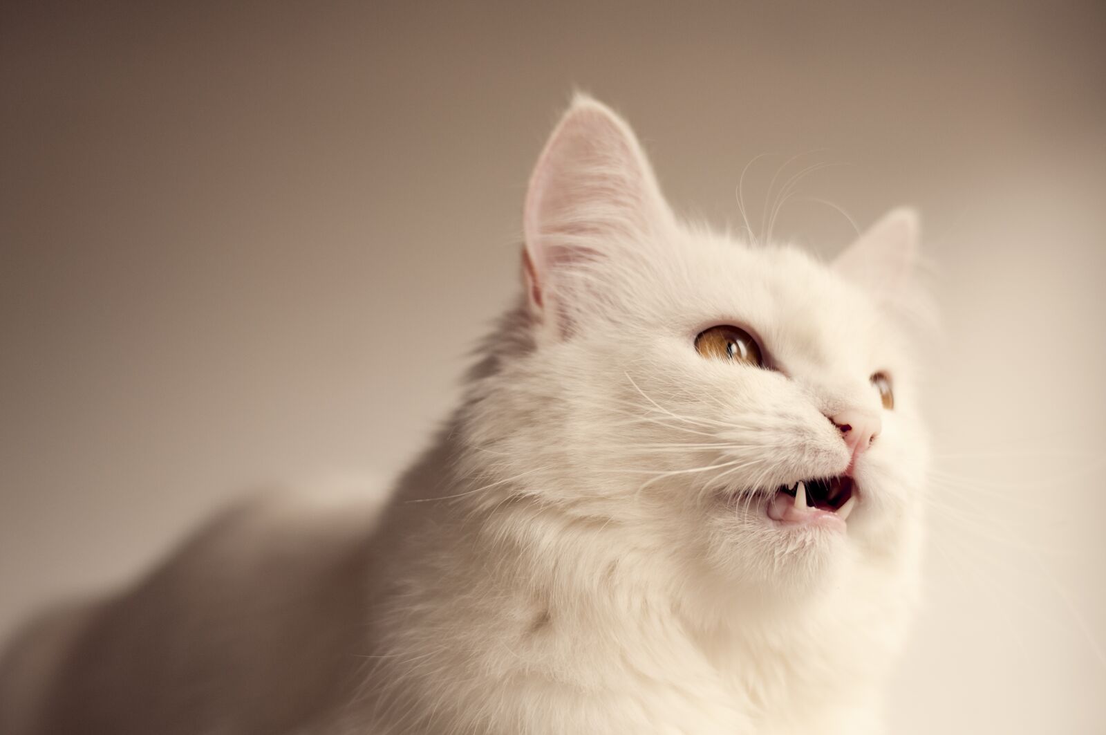 Nikon D5000 sample photo. Cute, cat, eye photography
