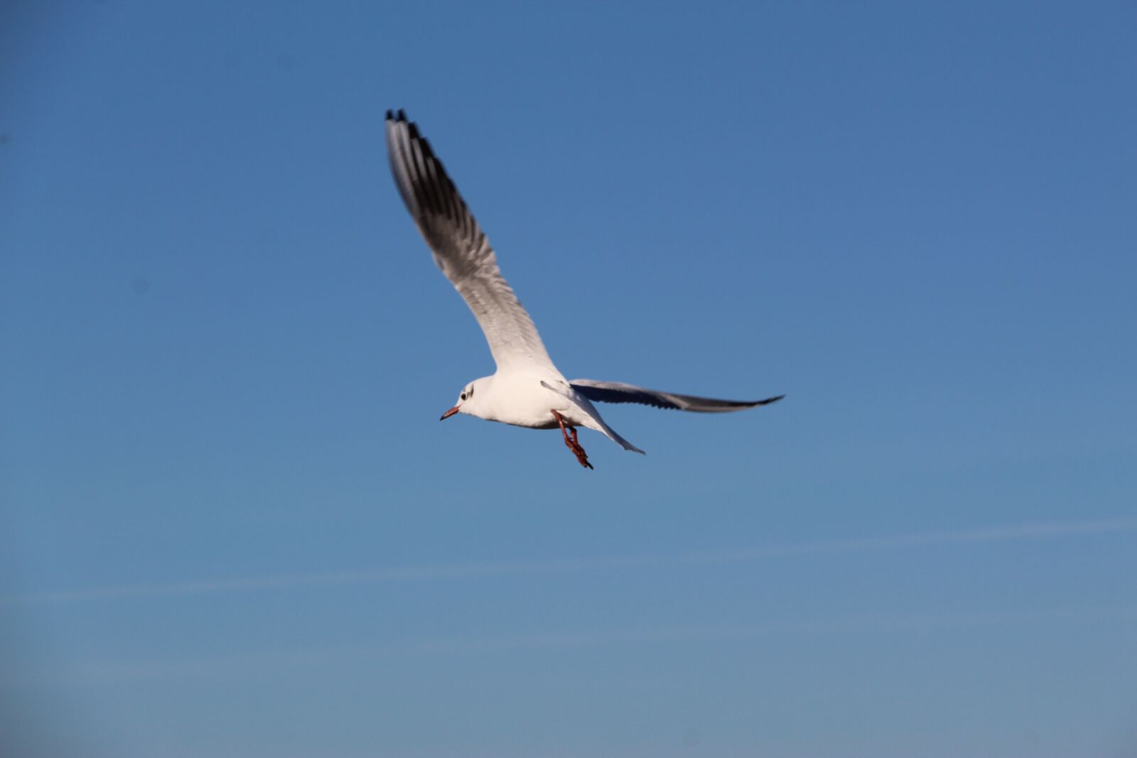 Canon EOS 1300D (EOS Rebel T6 / EOS Kiss X80) sample photo. Seagull, bird, flying photography