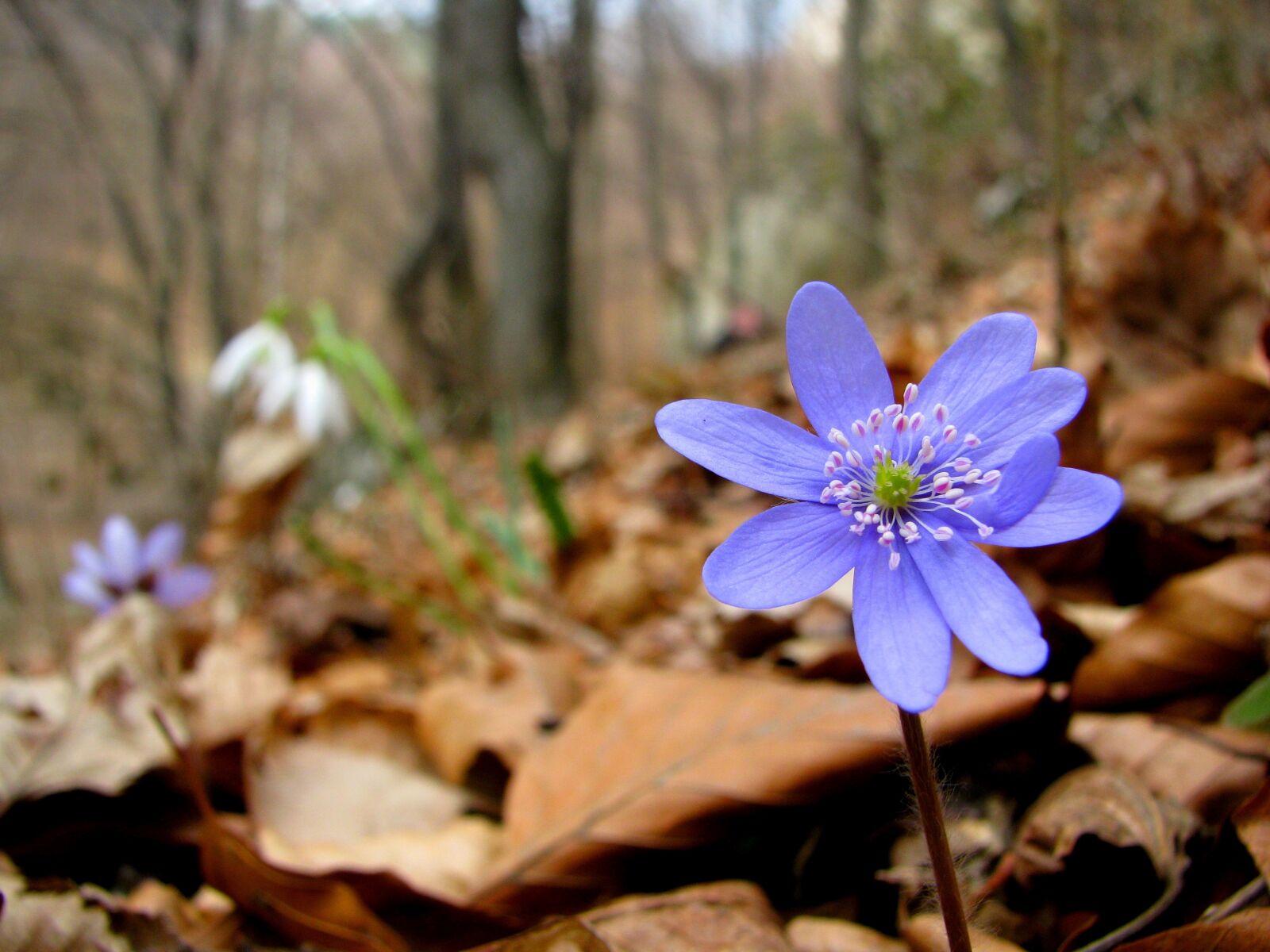 Canon POWERSHOT S5 IS sample photo. Flower, liverwort, daisy photography