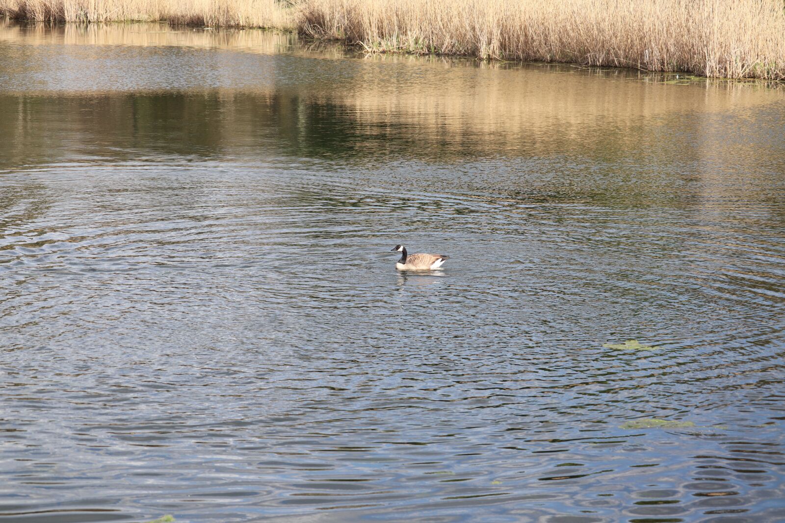 Canon EOS 800D (EOS Rebel T7i / EOS Kiss X9i) + Canon EF-S 55-250mm F4-5.6 IS STM sample photo. Duck, pond, spring photography
