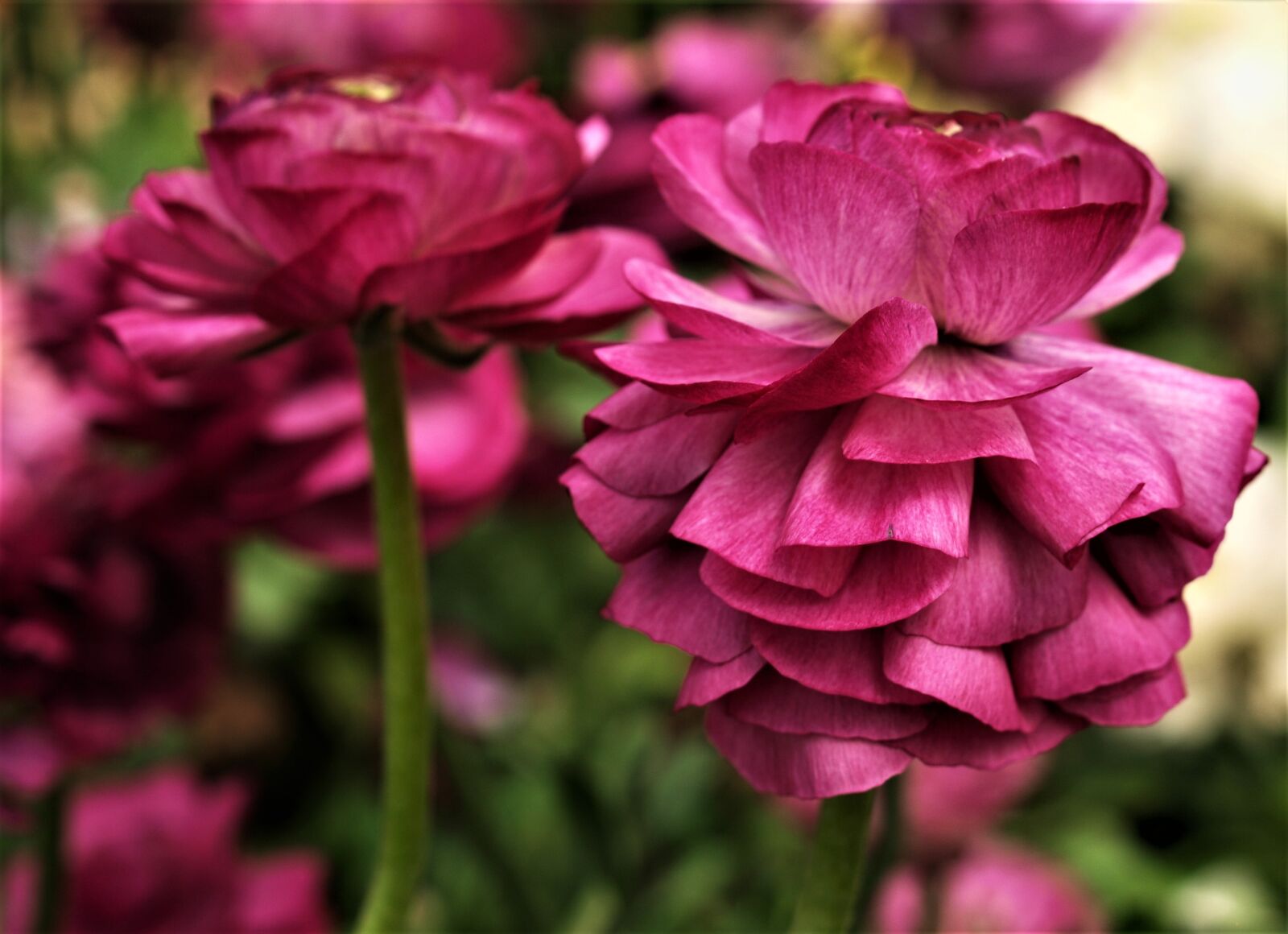 Olympus E-520 (EVOLT E-520) sample photo. Flower, nature, flora photography