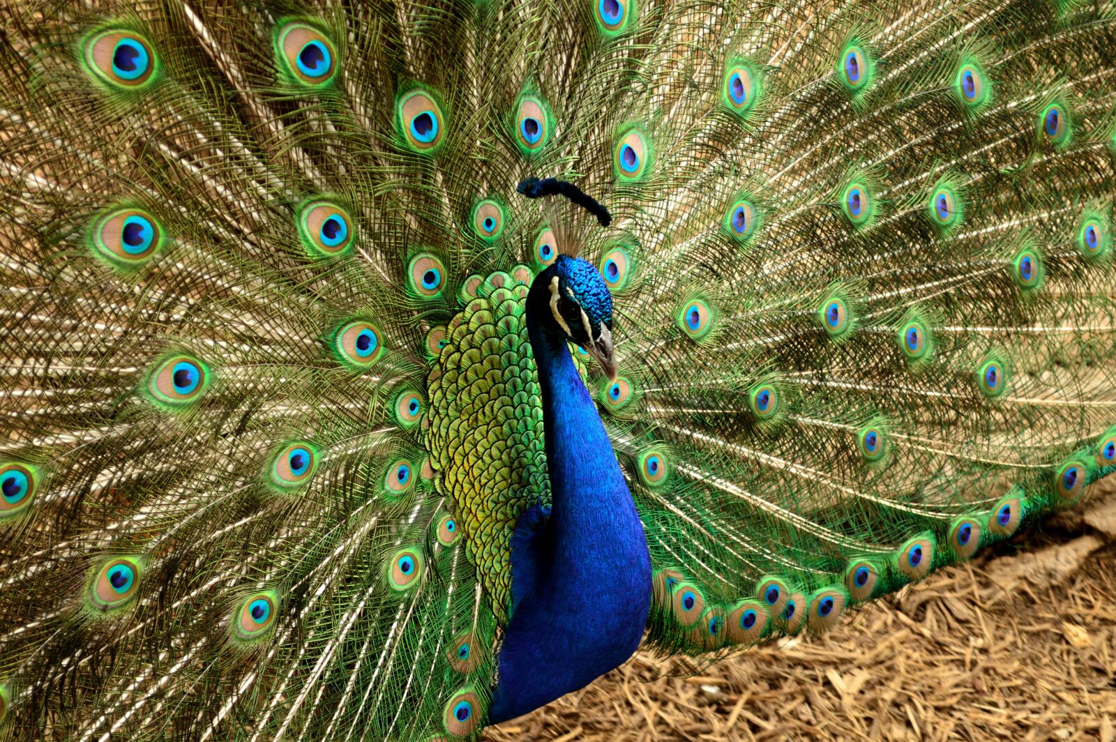Nikon D3200 sample photo. Peacock, animal, bird photography