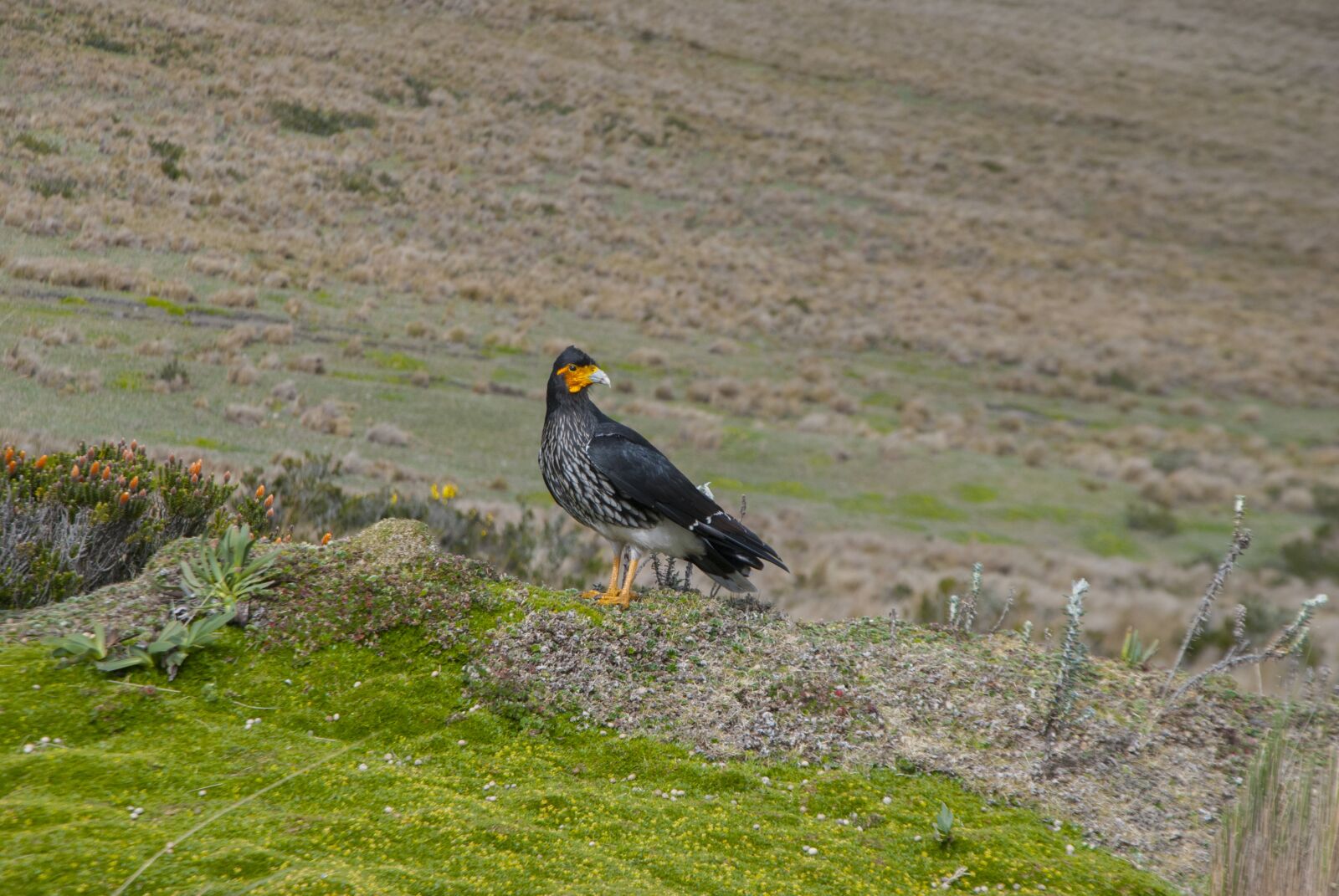 Nikon D80 sample photo. Nature, ecuador, ave photography