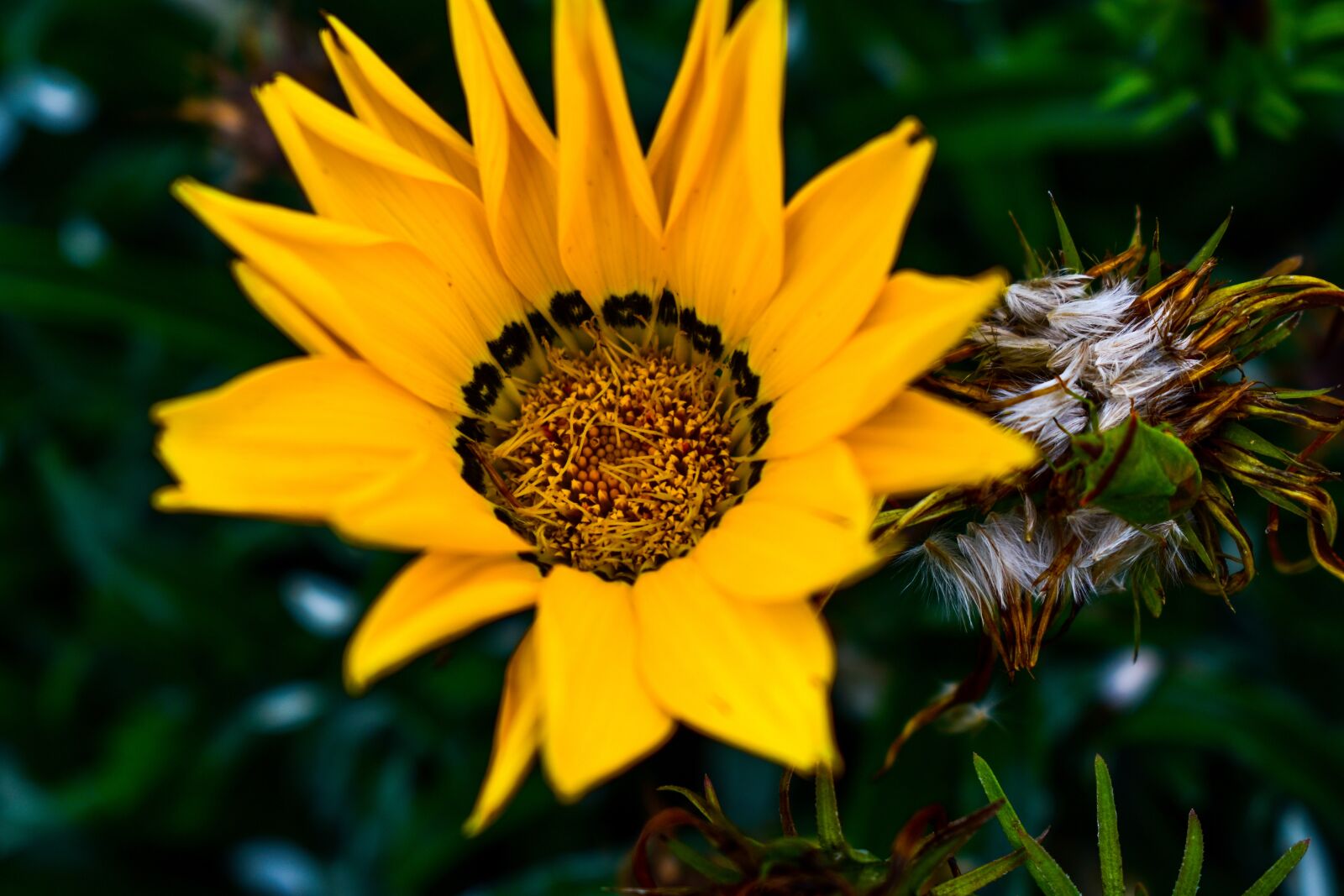 Nikon D3400 sample photo. Plant, nature, flower photography