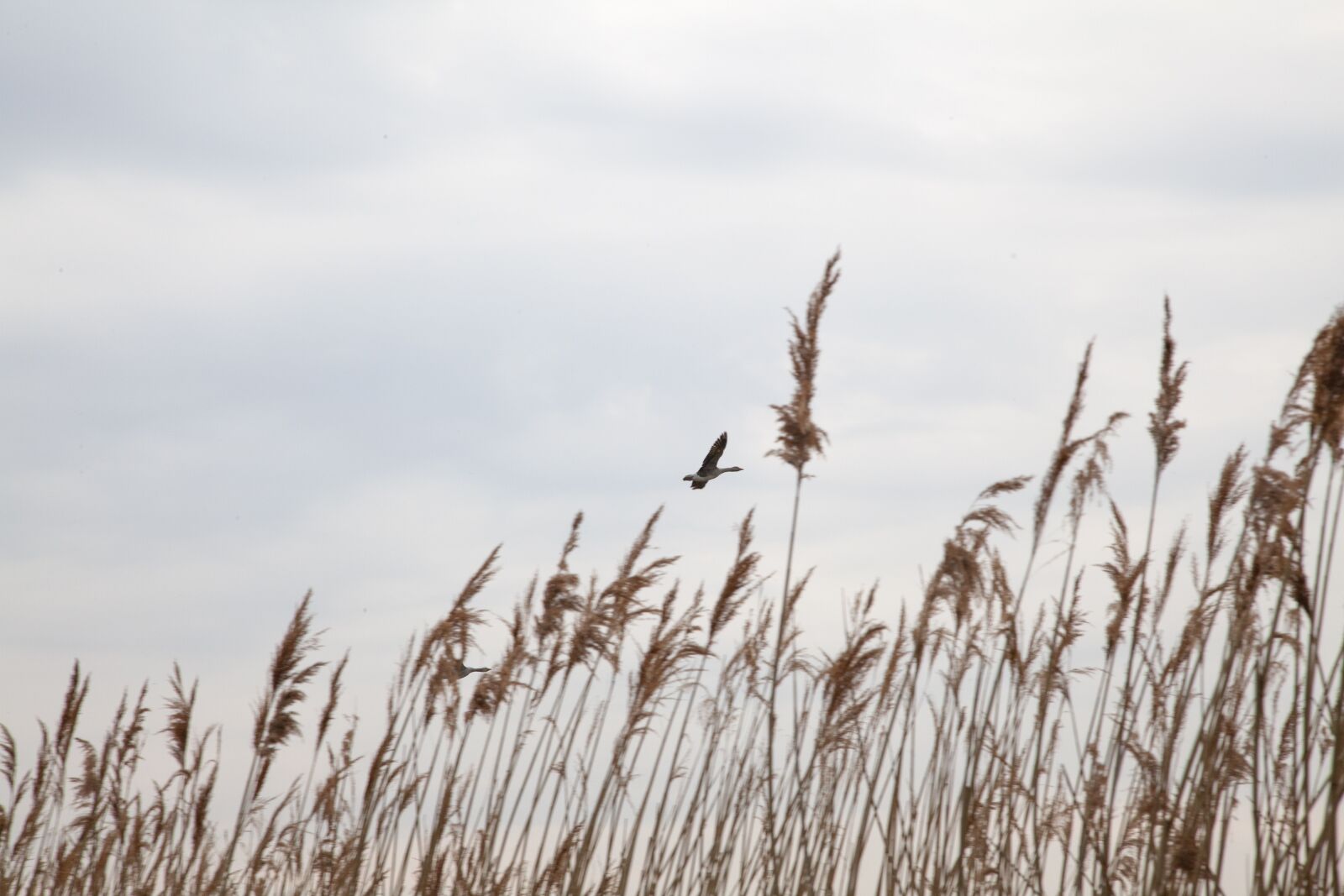 Canon EOS 5D Mark II sample photo. Goose, flying, bird photography