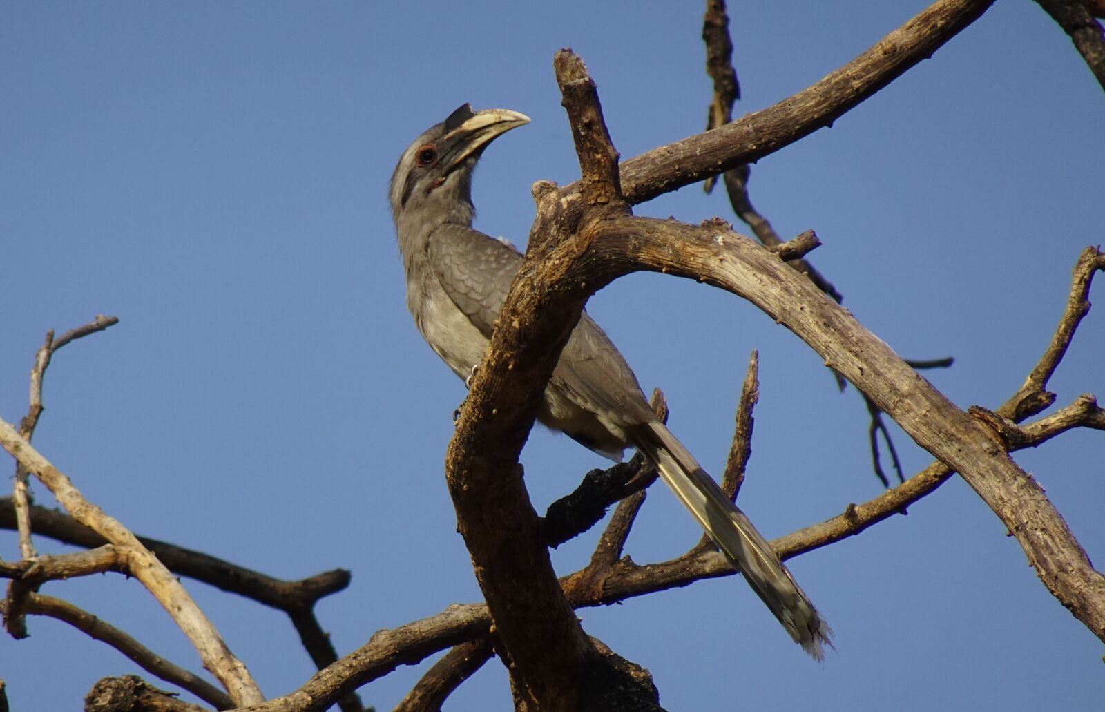 Sony DSC-WX800 sample photo. Bird, hornbill, indian grey photography