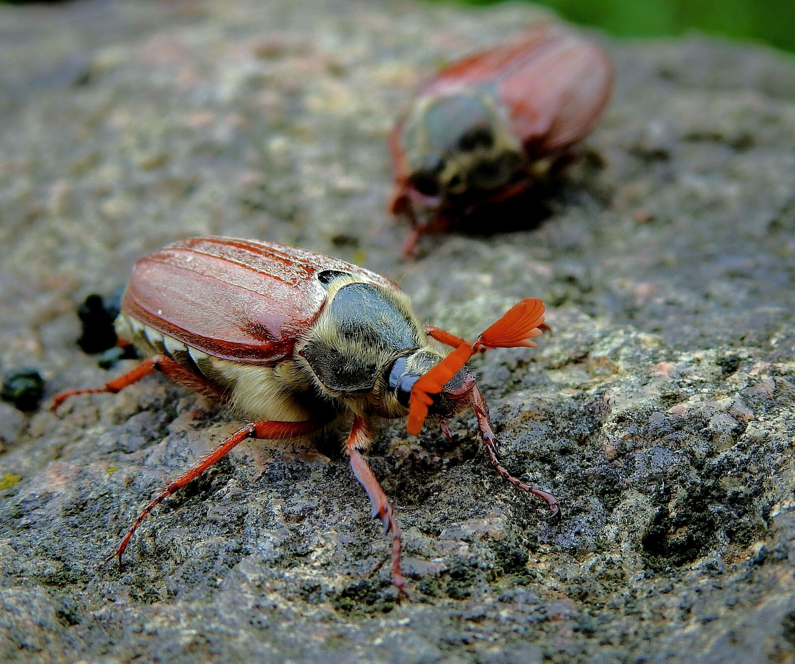 Nikon Coolpix P900 sample photo. Maybug, insect, the beetle photography