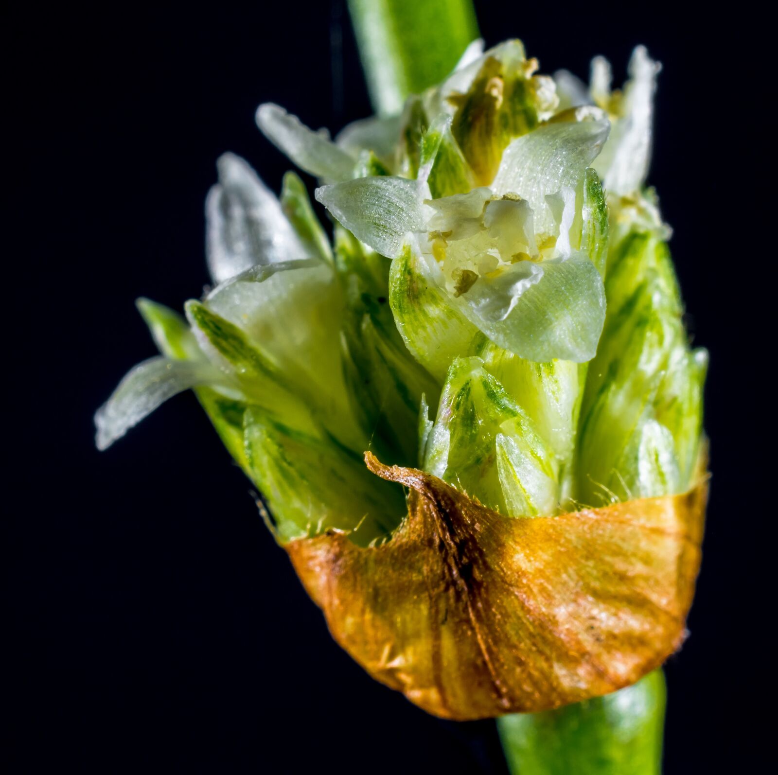 Nikon D5200 sample photo. Small flower, wild flower photography