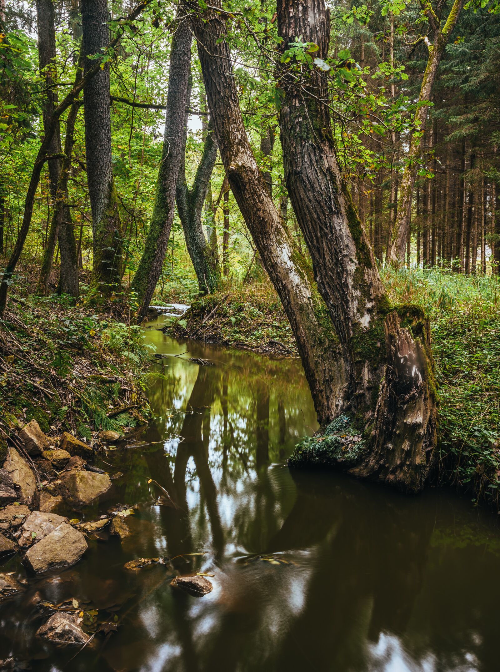 Nikon D810 sample photo. Autumn, stream, water photography