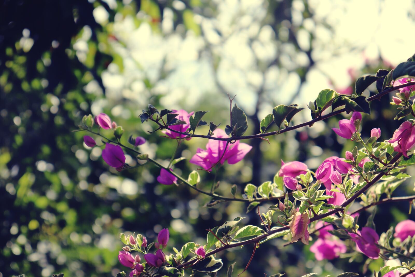 Canon EOS 200D (EOS Rebel SL2 / EOS Kiss X9) sample photo. Flower, nature, summer photography