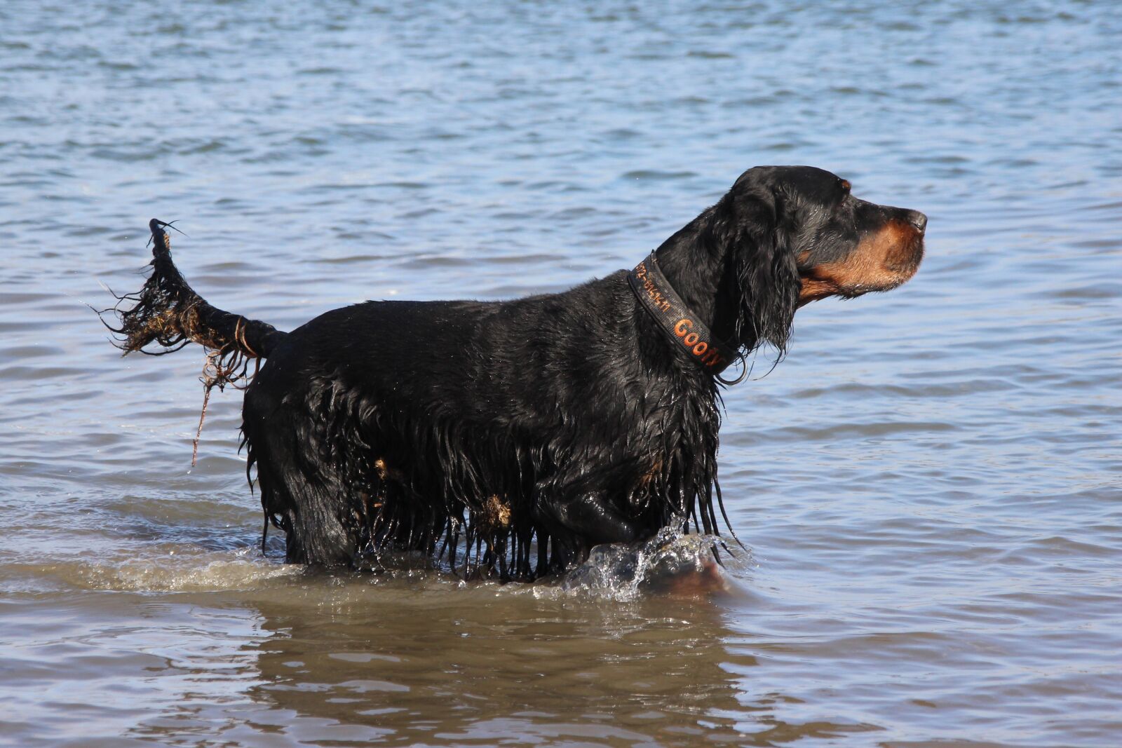 Canon EOS 600D (Rebel EOS T3i / EOS Kiss X5) sample photo. Dog, setter, gordon photography