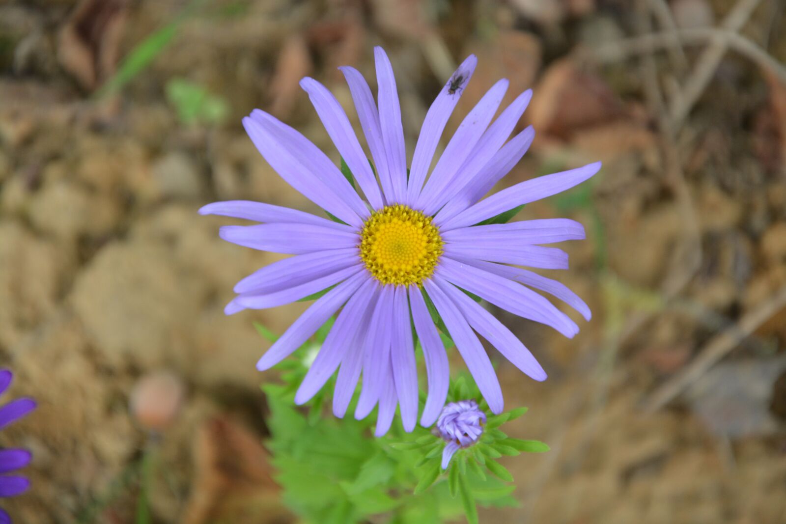 Nikon D5200 sample photo. Flower, flower daisy purple photography