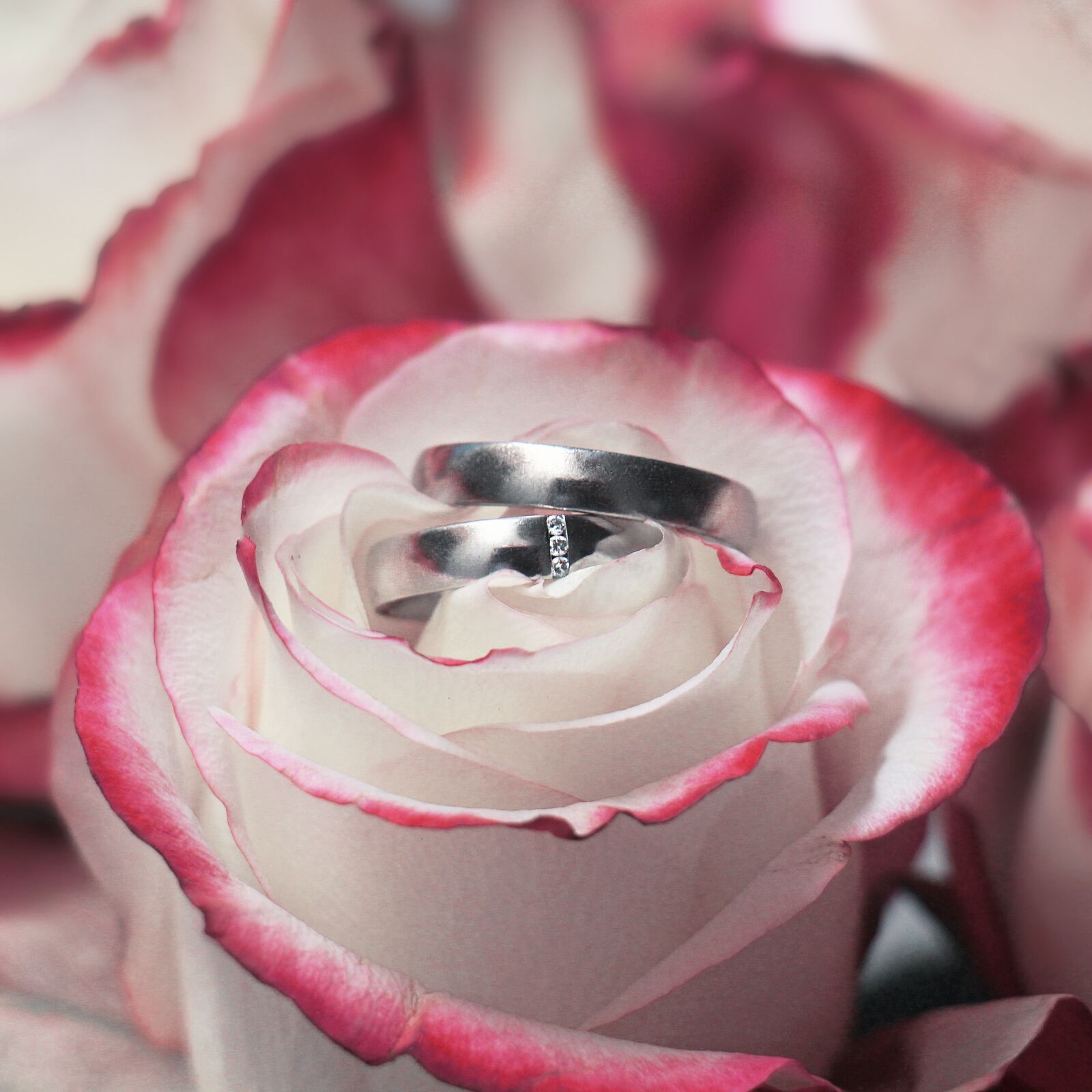 Canon EOS 700D (EOS Rebel T5i / EOS Kiss X7i) sample photo. Wedding rings, rings, rose photography