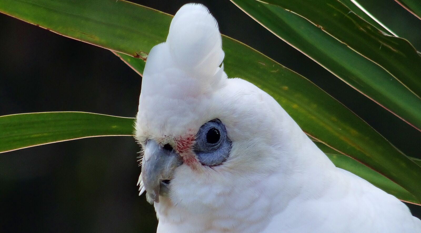 Sony Cyber-shot DSC-HX50V sample photo. Nature, bird, closeup photography