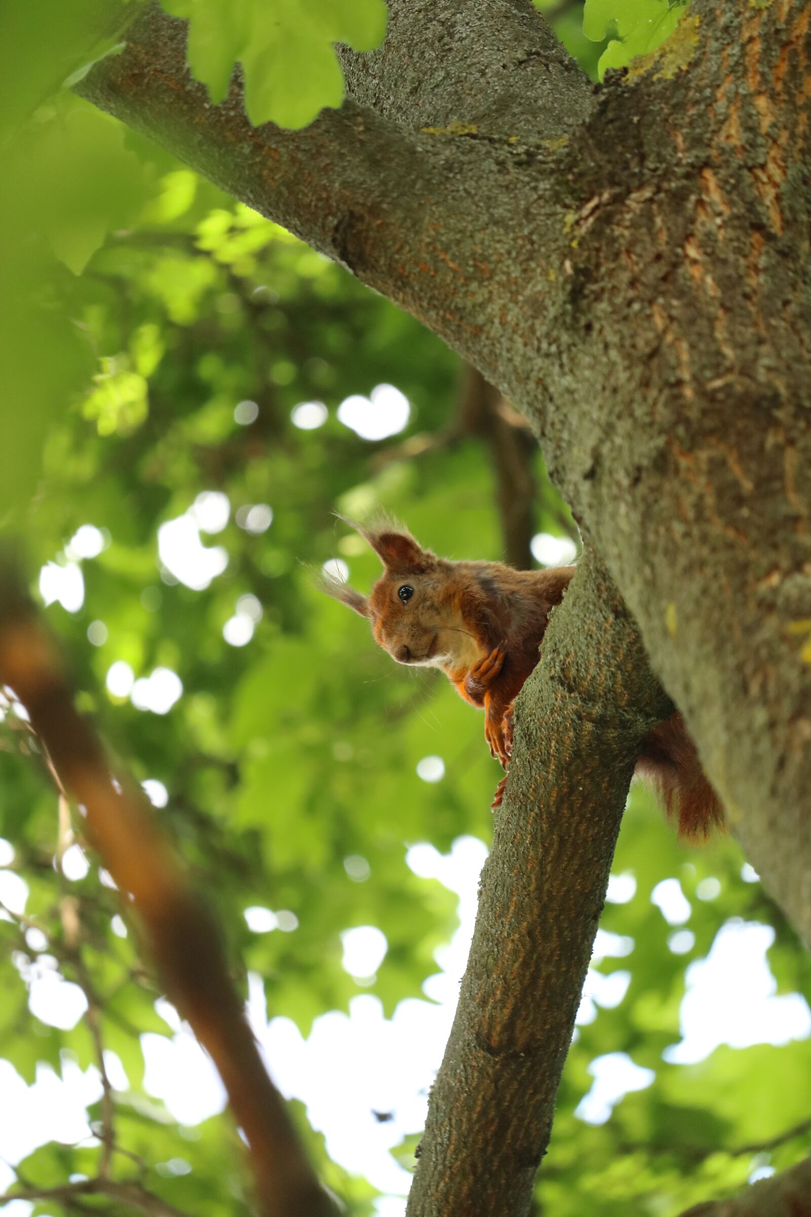 Canon EF-S 55-250mm F4-5.6 IS STM sample photo. Squirrel, cute squirrel, fat photography
