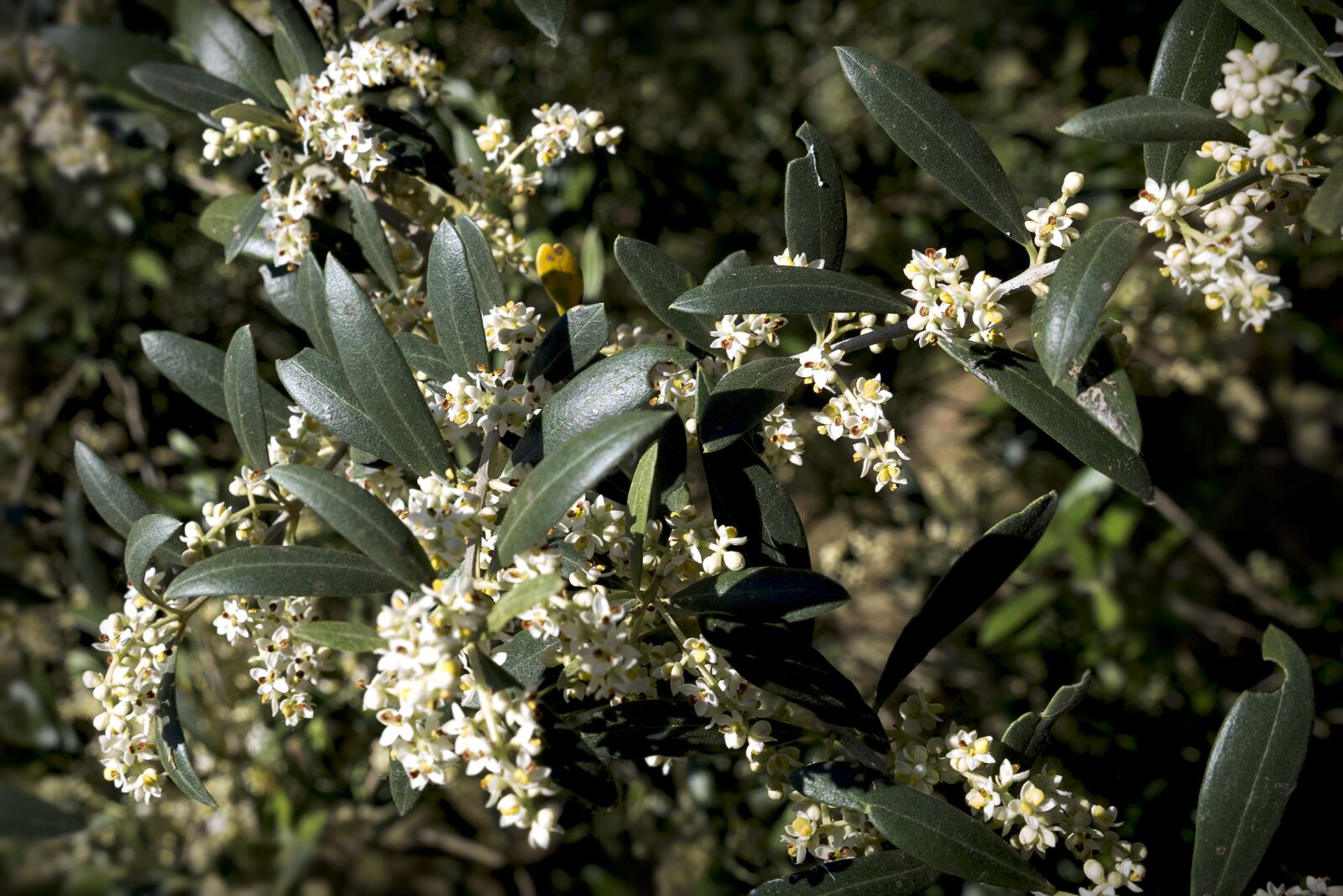 Canon EOS 6D sample photo. Olive trees, flora, nature photography