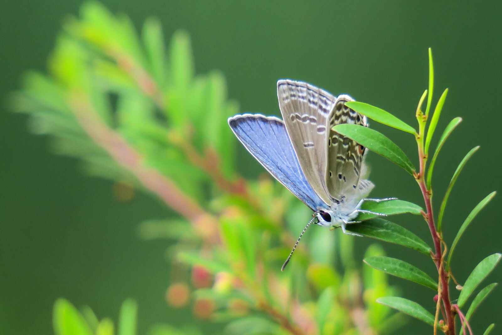 Canon PowerShot G3 X sample photo. Butterfly, nature, insect photography