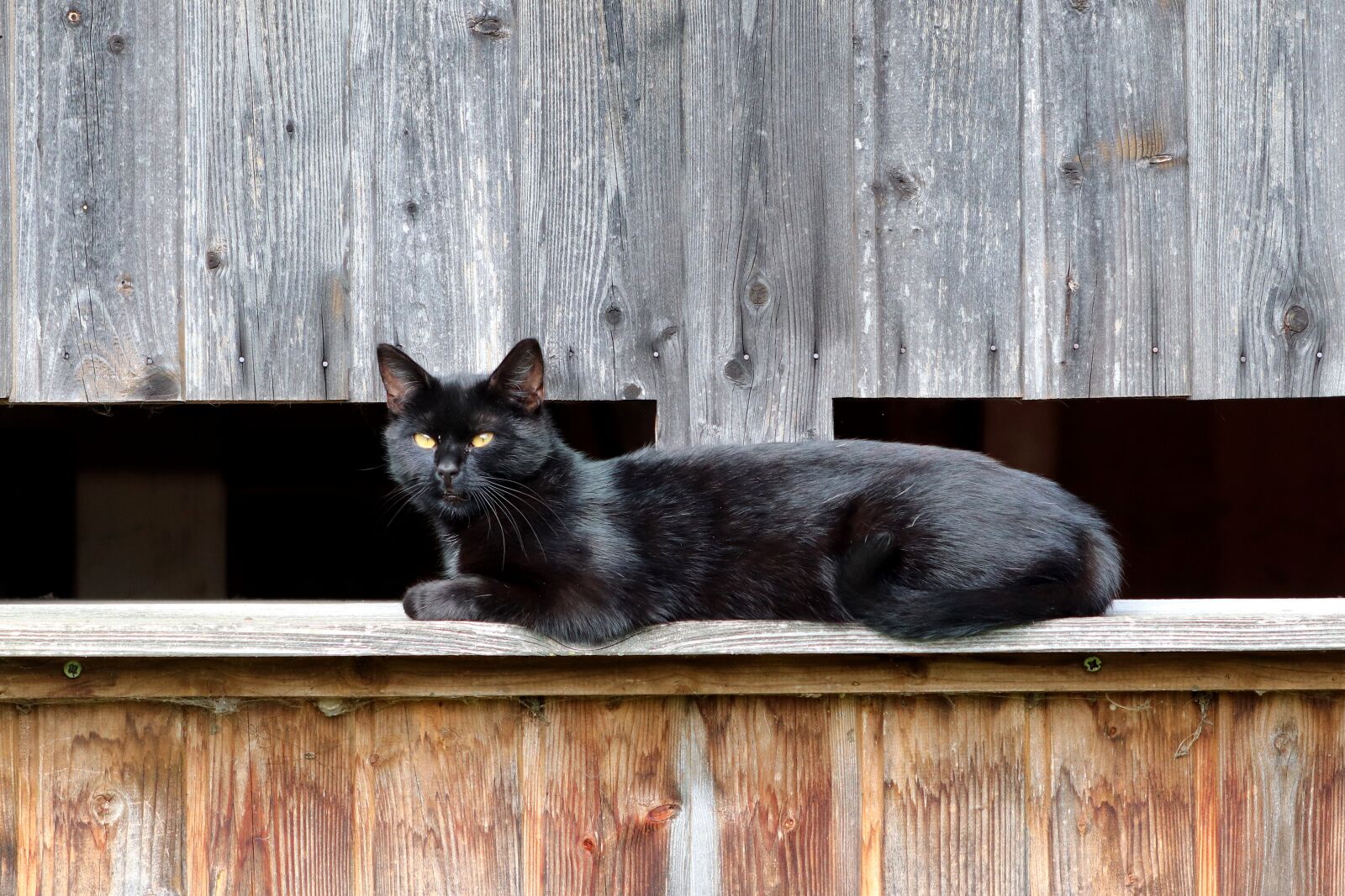 Canon EF 70-300 F4-5.6 IS II USM sample photo. Cat, black, animal portrait photography
