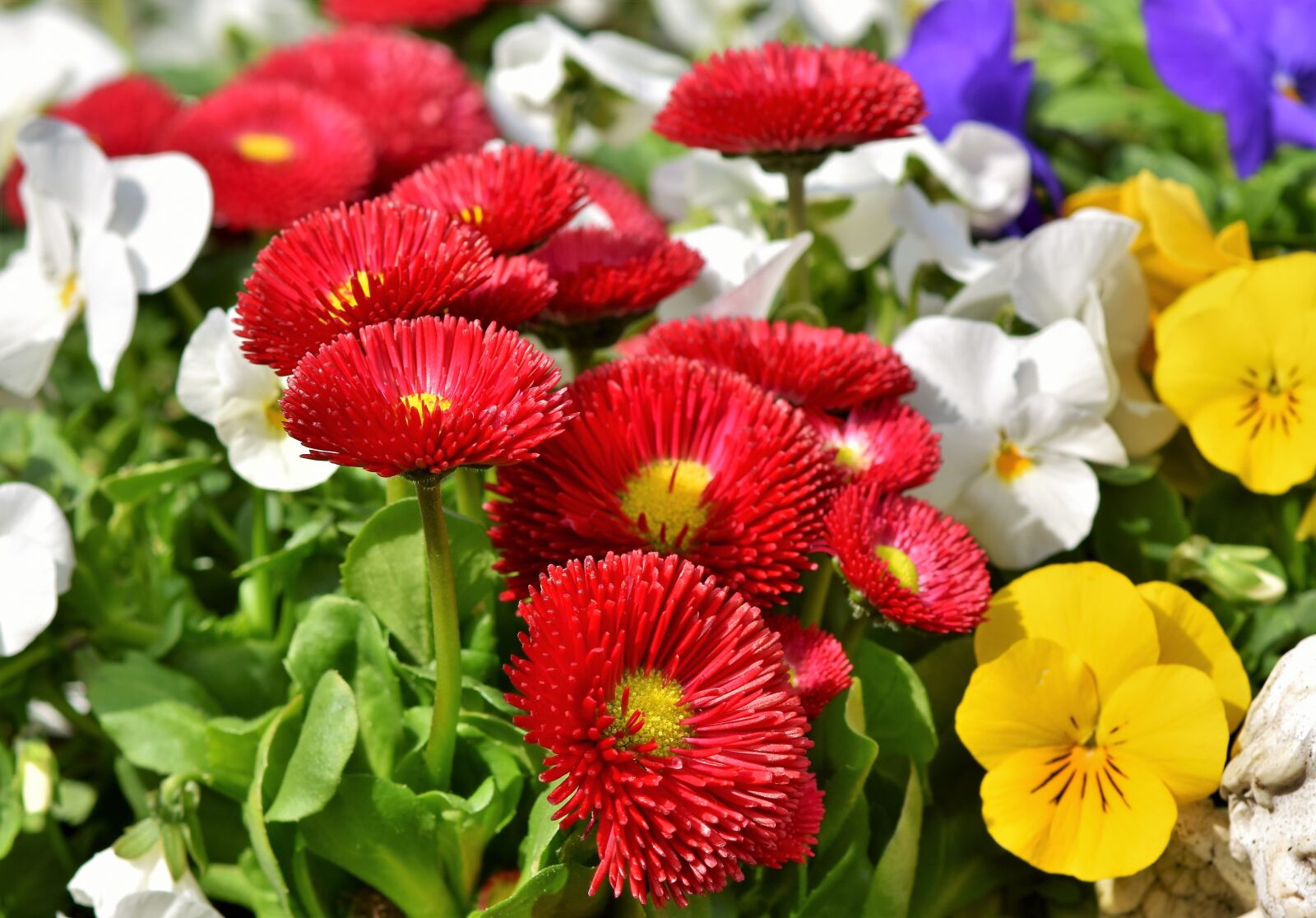 Nikon D7200 sample photo. Daisy, geese flower, spring photography