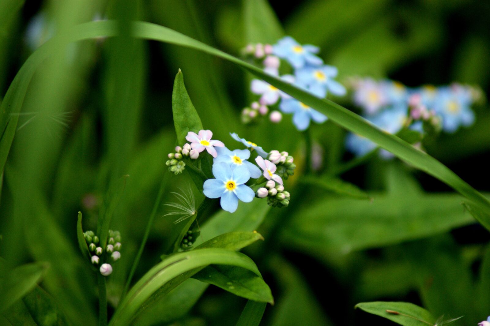 Sony Alpha DSLR-A380 sample photo. Forget me not, death photography